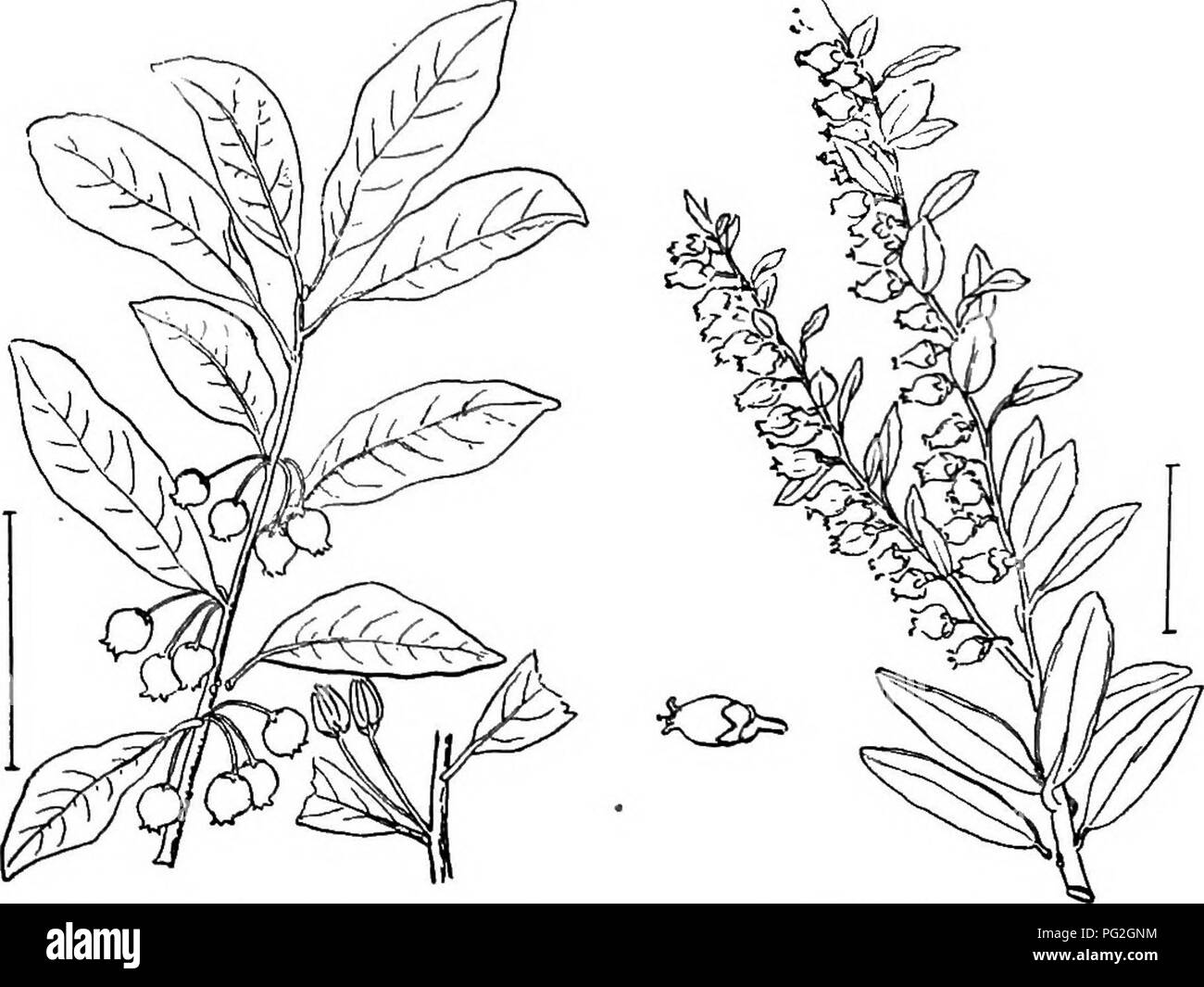 . Ornamental shrubs of the United States (hardy, cultivated). Shrubs. Fig. 41ii. — Strawberry Tree.. Fig. 417. — Scurfy Andromeda. Fig. 418 Leather Leaf.. Please note that these images are extracted from scanned page images that may have been digitally enhanced for readability - coloration and appearance of these illustrations may not perfectly resemble the original work.. Apgar, A. C. (Austin Craig), 1838-1908; Draycott, Ada (Apgar). New York, Cincinnati [etc] American Book Company Stock Photo