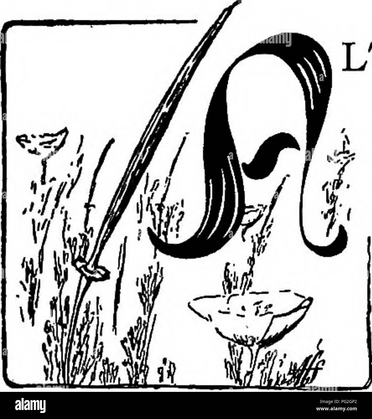 . The pet book. Pets. THE HORNED LIZARD Homykins, Homykins, open your eye, For close to your nose is a blue-bottle fly! Toadykins ruflfle your spines and your frills And scurry away on the rocks to the hills! Little squat goblia, all bristling with spikes, Flattened-out lizard that nobody likes. Stone-colored hermit of sagebrush and sand. You're the drollest hobgoblin of no-baby's land! &quot; Charles A. Keeler* ILTHOUGH Homykins looks like a toad made into a pincushion, i it is not a toad at all, but a lizard despite its name. There are several species of these living in Southwestern United S Stock Photo