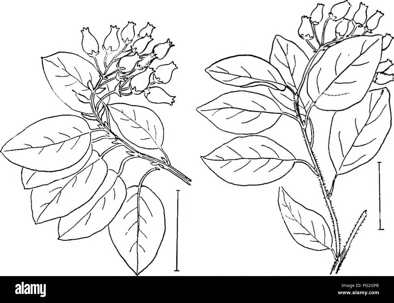 . Ornamental shrubs of the United States (hardy, cultivated). Shrubs. Fig. 410. — Downy Arctostaphylos. Fig. 411. — Manzanita.. Fig. 412.—Pale-leaved Aroto- Fig. 413.—Bristly Arctostaphylos. staphylos.. Please note that these images are extracted from scanned page images that may have been digitally enhanced for readability - coloration and appearance of these illustrations may not perfectly resemble the original work.. Apgar, A. C. (Austin Craig), 1838-1908; Draycott, Ada (Apgar). New York, Cincinnati [etc] American Book Company Stock Photo