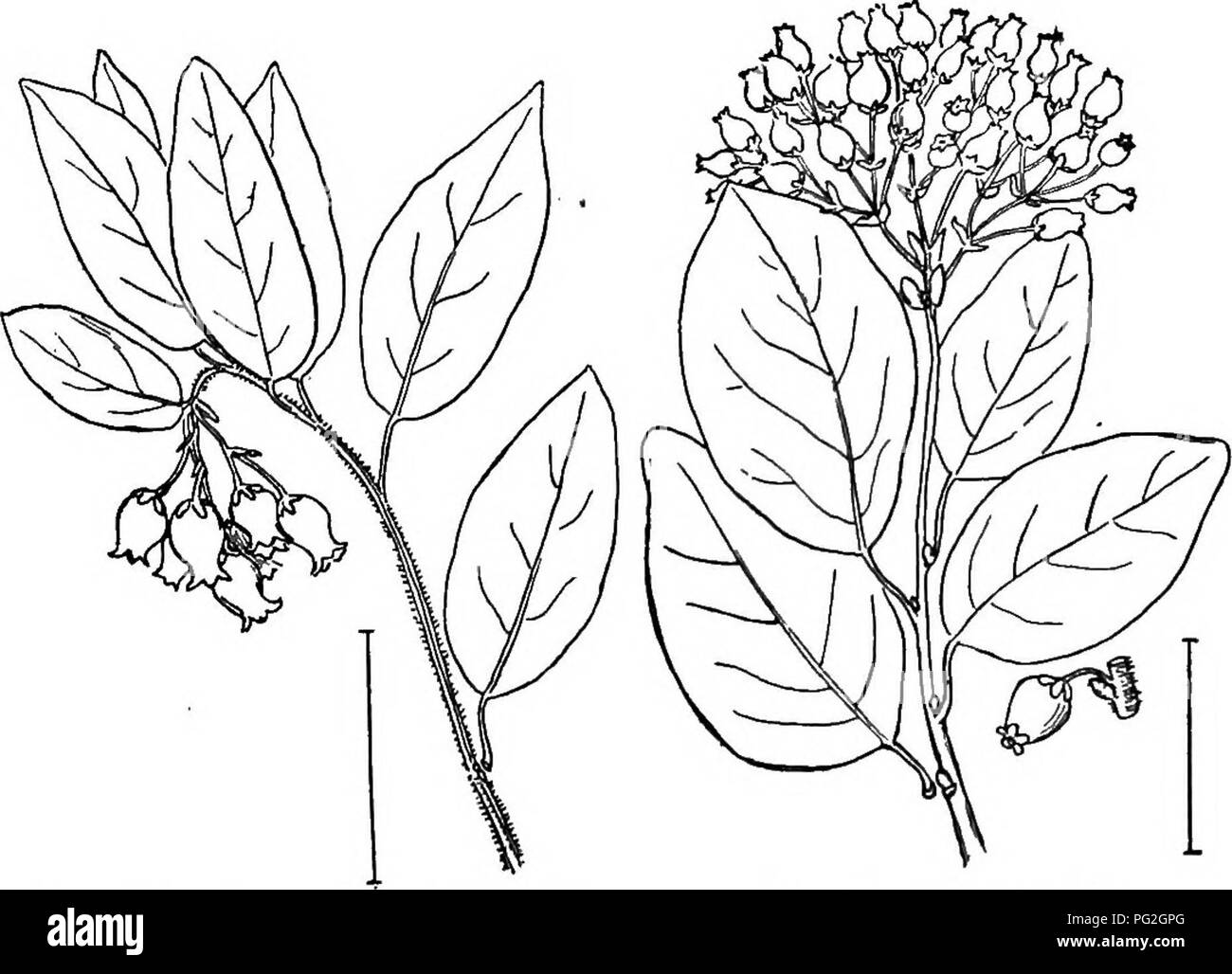 . Ornamental shrubs of the United States (hardy, cultivated). Shrubs. ARCTOSTAPHYLOS 247. Fig. 410. — Downy Arctostaphylos. Fig. 411. — Manzanita.. Please note that these images are extracted from scanned page images that may have been digitally enhanced for readability - coloration and appearance of these illustrations may not perfectly resemble the original work.. Apgar, A. C. (Austin Craig), 1838-1908; Draycott, Ada (Apgar). New York, Cincinnati [etc] American Book Company Stock Photo