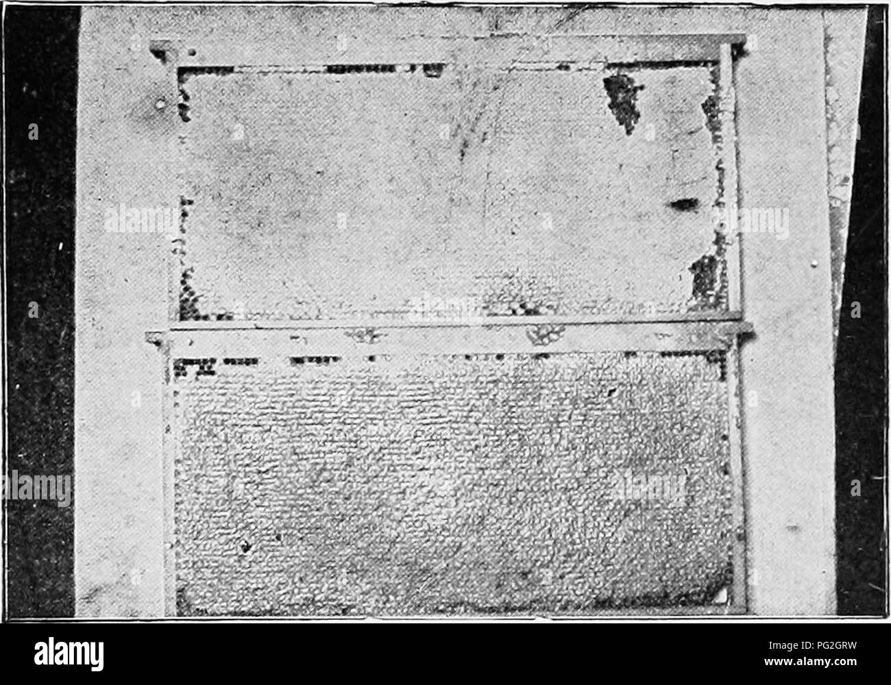 . Langstroth on the hive and honey-bee. Bees. HOXEY. 117 to eighty per cent of water, there are many late plants that give honey which needs little evaporation: The honey from heather is said to be difficult to extract from the combs (746), owing to its density. 250. The quantity of nectar produced by the flowers decreases duruig drought, and increases on the first or second day after a rain. But it is then more watery. In some sea- sons the saccharine juices abound, while in others they are so deficient that bees can obtain scarcely any food from fields all. Pig. 48. COMBS CONTAINING SEAiED H Stock Photo