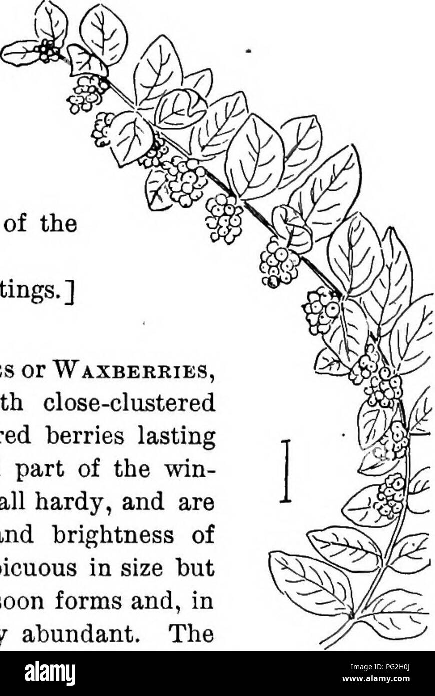 . Ornamental shrubs of the United States (hardy, cultivated). Shrubs. Fig. 371. — American Elder. Fig. 372. — Golden American Elder. species. The silver-leaved, ar- g6ntea, is a variety of the European and the glaucous-leaved, glaiica, of the American. It is generally easy to determine the species by the taller growth and smaller pith of the European elder. [Eoot cuttings; tv?ig cuttings.] Symphoricdrpos. The Snowberries or 'Waxberkies, and CoRAL-BERRiKS are shrubs with close-clustered fleshy 2-seeded globular white or red berries lasting on the bushes through the fall and part of the win- ter Stock Photo