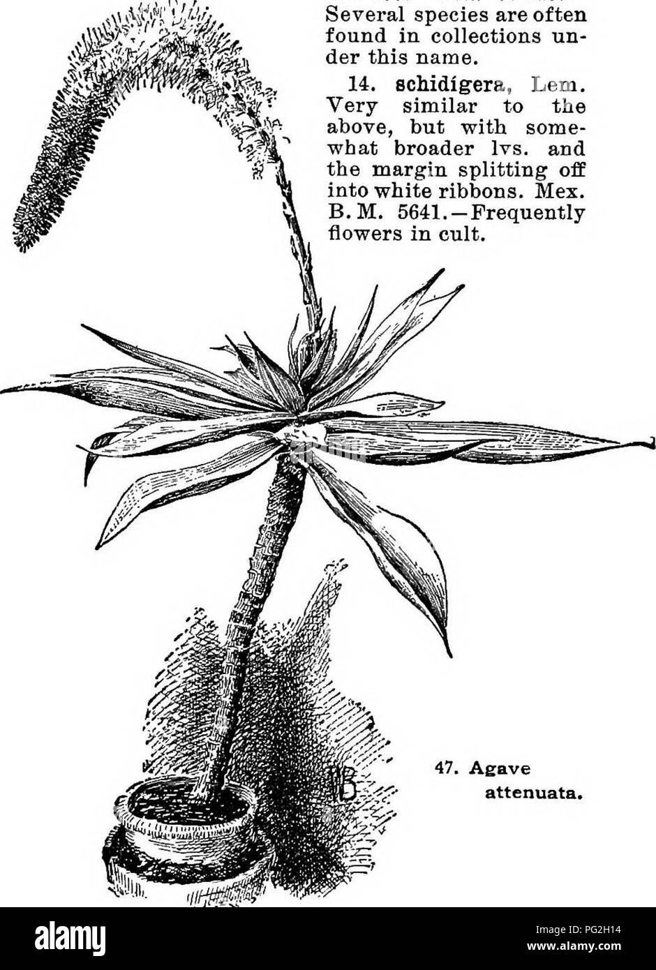 . Cyclopedia of American horticulture, comprising suggestions for cultivation of horticultural plants, descriptions of the species of fruits, vegetables, flowers, and ornamental plants sold in the United States and Canada, together with geographical and biographical sketches. Gardening. 34 AGAVE AGAVE lata, 39 ; maculosa, 38 ; Mexlcana, 2 ; mlcracantha, 33 mitis, 33; mitrmformis, 5; Nissoni, 25; potatorum, 11 Potosina, 41; Pringlei, 4; recurva, 34; Bichardsii, 34 rlgida, 3; rigidissima, 28; Salmiana,5; schidigera, 14 Scolymus, 11; Schottii, 18; Shawil, 9; Sisalana, 3; stri- ata, 34 ; stricta,  Stock Photo
