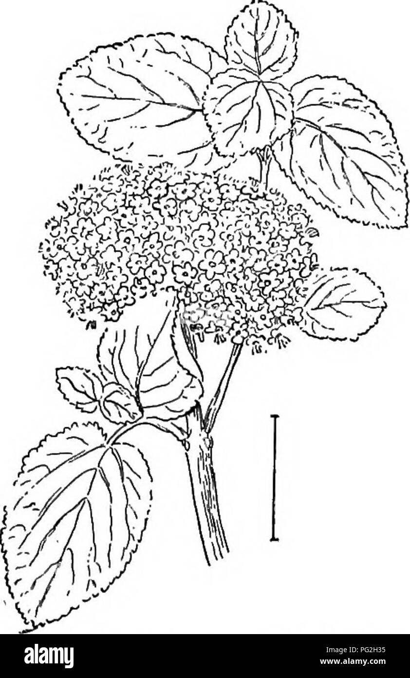 Japanese snowball Cut Out Stock Images & Pictures Alamy