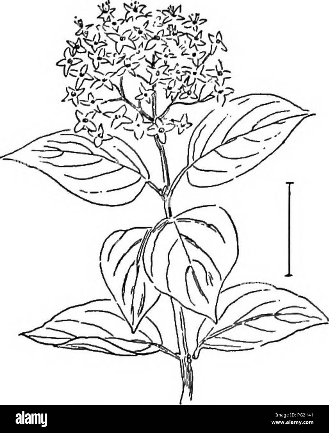 This illustration from *Ornamental Shrubs of the United States* highlights the Dogwoods, focusing on their ornamental value and cultivation in gardens. The image provides details on their growth patterns, characteristics, and their use in landscaping and garden design across the United States. Stock Photo