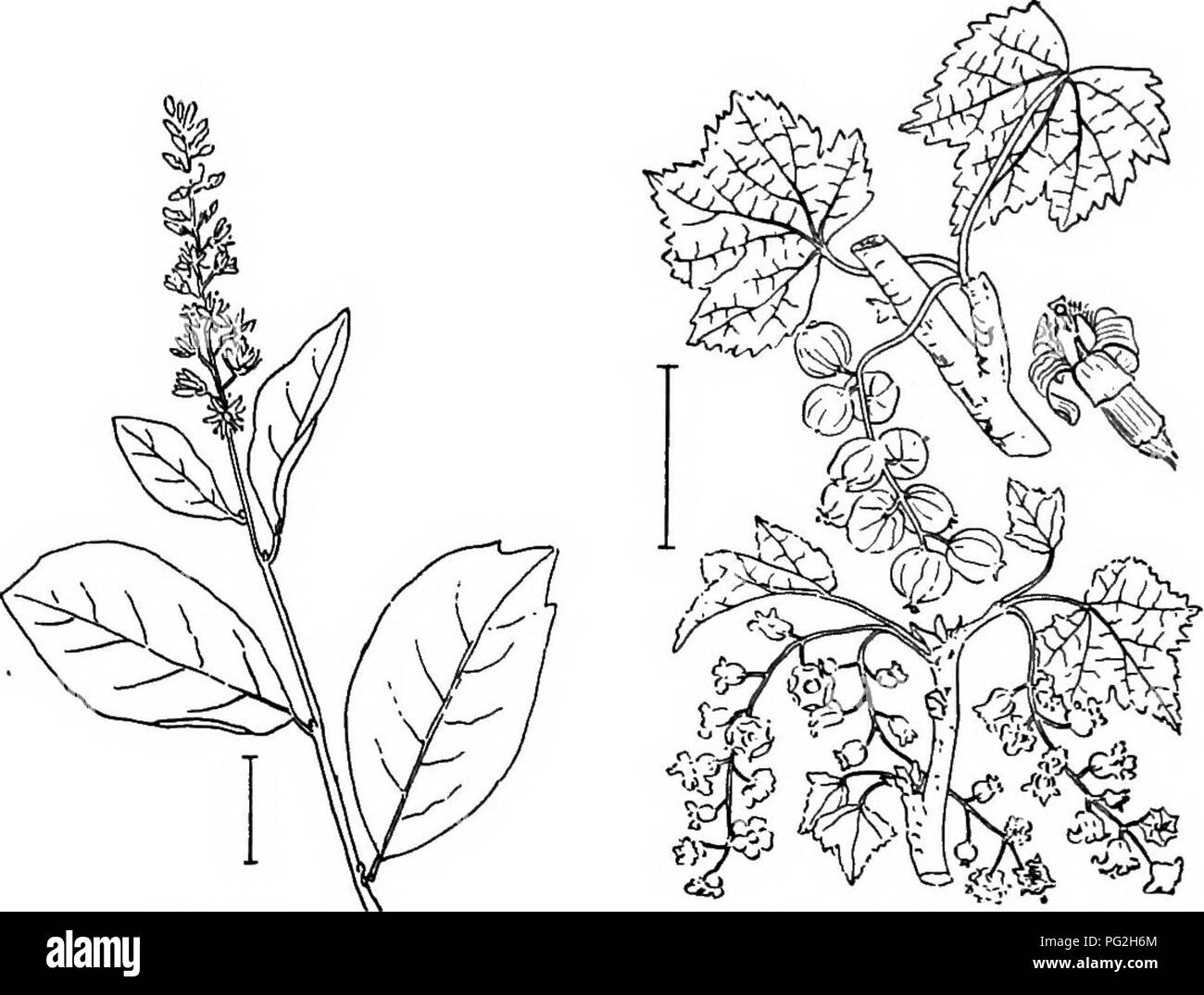 . Ornamental shrubs of the United States (hardy, cultivated). Shrubs. KEY TO THE SPECIES OF MOCK ORANGES 199 A. Flowers as in the last but a little smaller, scentless; calyx lobes only as long as tube. A vigorous shrub of drooping habit. Odorless Stkinga — Philadelphus inodorus. A. Flowers on short branchlets with 1-3 creamy-white flowers ; leaves hairy beneath, 1-2^ inches long. Hairy Syringa (309) — Philadelphus hirsiitus. A. Flowers nearly solitary, 1 inch broad, very fragrant; leaves entire (J-1 inch long). Small-leaved Sykinga — Philadelphus mi- crophyllus. * Bark of old branches not peel Stock Photo