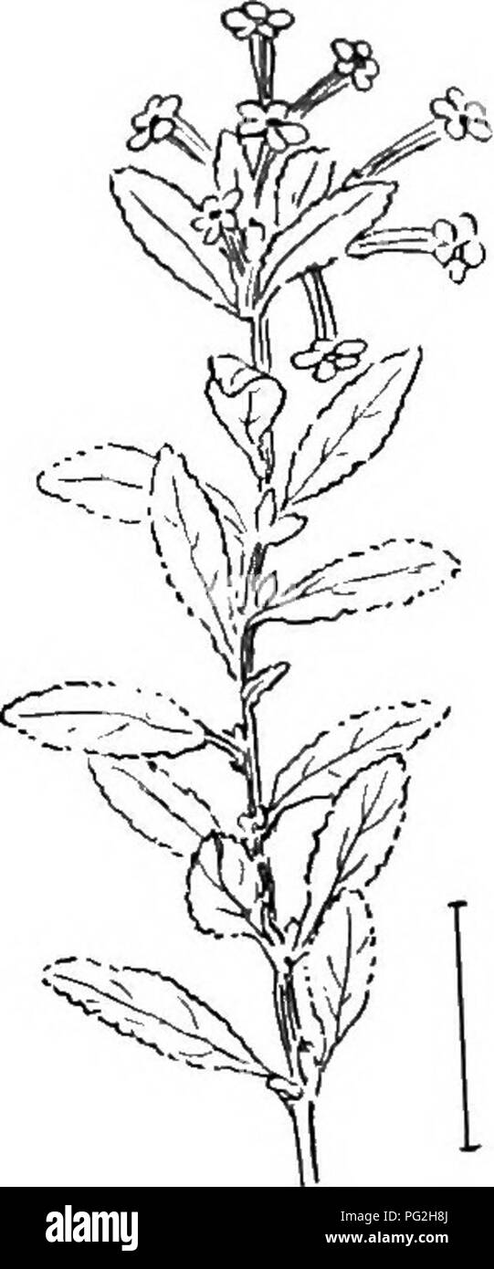 . Ornamental shrubs of the United States (hardy, cultivated). Shrubs. Fig. 292. —Organ Mountain Escallonia. Fig. 293.-Red Escallonia.. Please note that these images are extracted from scanned page images that may have been digitally enhanced for readability - coloration and appearance of these illustrations may not perfectly resemble the original work.. Apgar, A. C. (Austin Craig), 1838-1908; Draycott, Ada (Apgar). New York, Cincinnati [etc] American Book Company Stock Photo