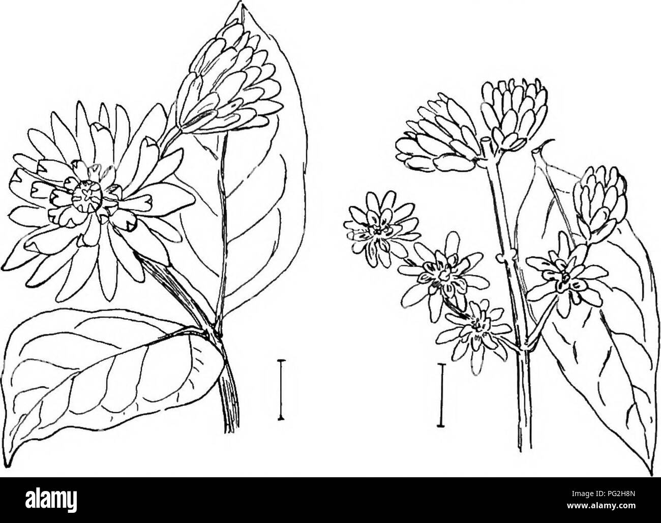 . Ornamental shrubs of the United States (hardy, cultivated). Shrubs. Fig. 1!88. — Glaucous Sweet-sceuted Shrub.. Fig. 289. — Western Sweet-sceuted Fig. 290. — Oriental Sweet-scented Shrub. Shrub.. Please note that these images are extracted from scanned page images that may have been digitally enhanced for readability - coloration and appearance of these illustrations may not perfectly resemble the original work.. Apgar, A. C. (Austin Craig), 1838-1908; Draycott, Ada (Apgar). New York, Cincinnati [etc] American Book Company Stock Photo