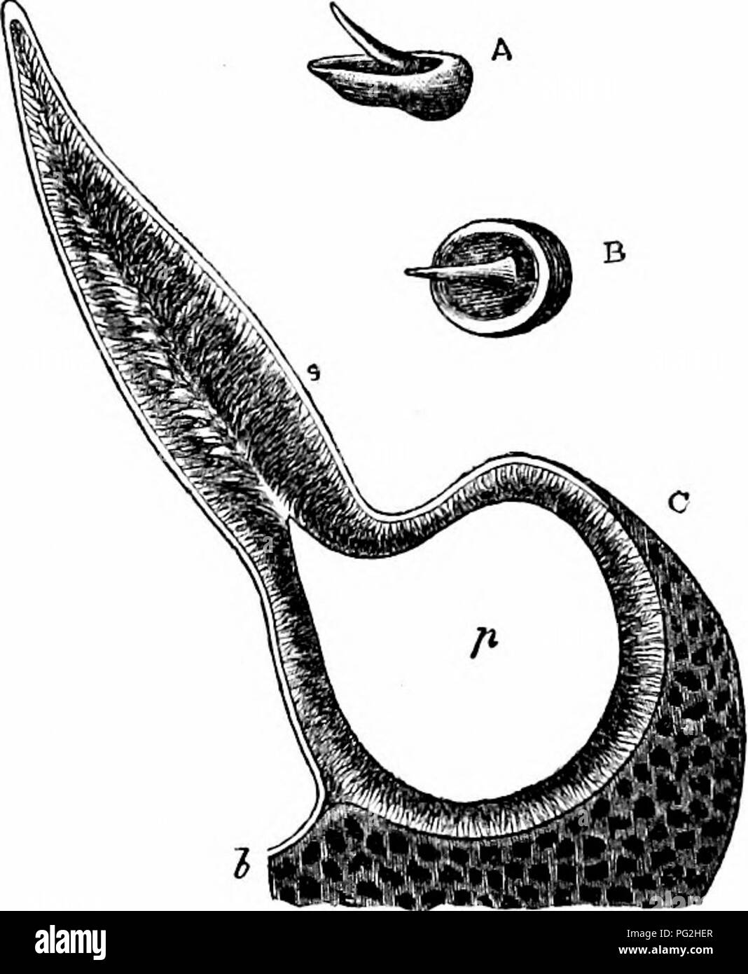 Cycloid scales Black and White Stock Photos & Images Alamy