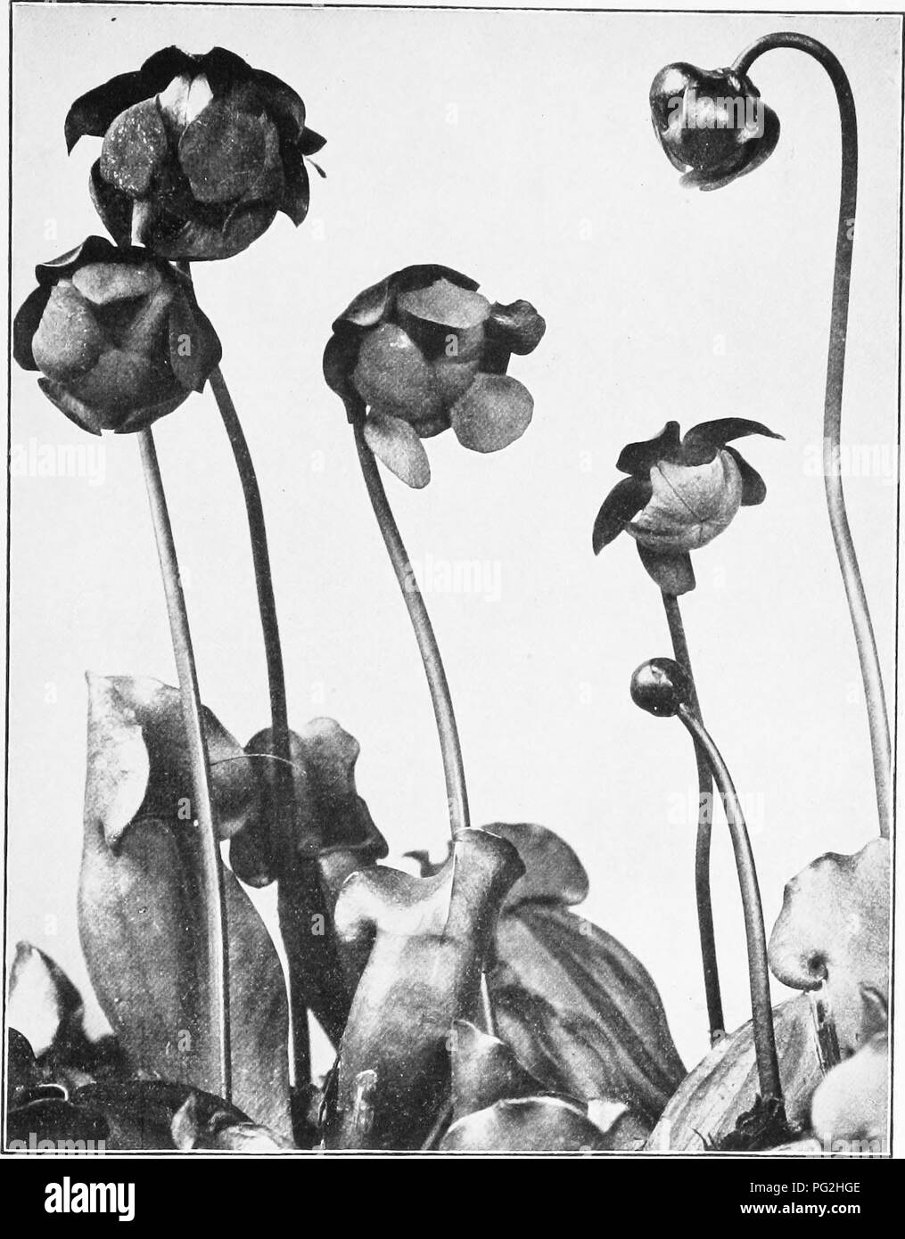. The garden month by month; describing the appearance, color, dates of bloom, height and cultivation of all desirable hardy herbaceous perennials for the formal or wild garden, with additional lists of aquatics, vines, ferns, etc.. Gardening; Flowers. PITCHER PLANT. Sarracenia purpurea. 467. Please note that these images are extracted from scanned page images that may have been digitally enhanced for readability - coloration and appearance of these illustrations may not perfectly resemble the original work.. Sedgwick, Mabel Cabot; Cameron, Robert. Garden City, N. Y. , Garden City publishing c Stock Photo