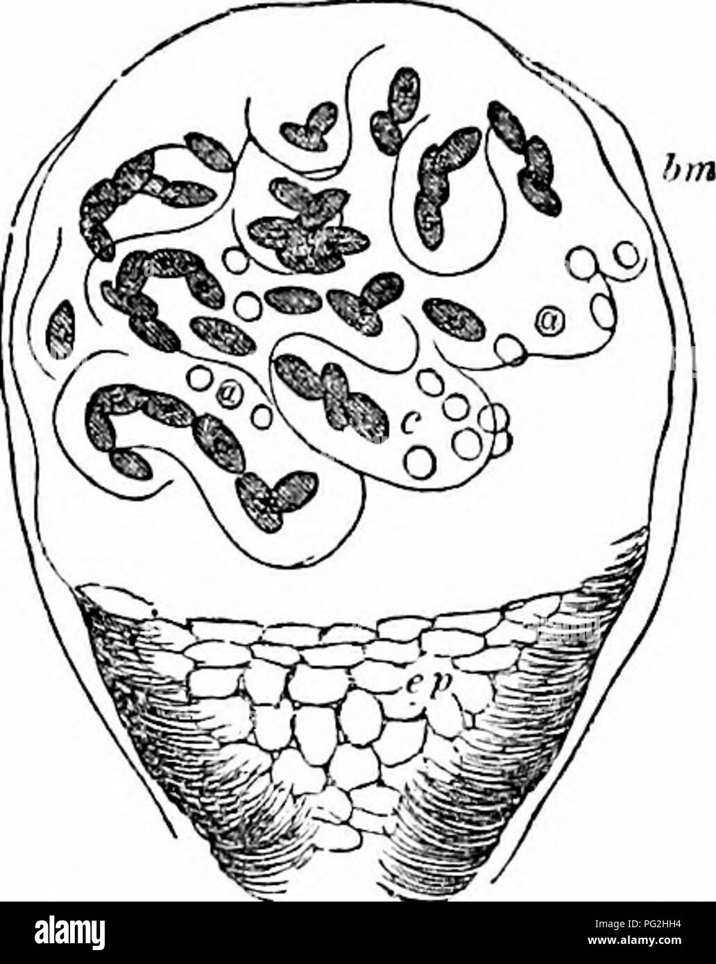 . On the anatomy of vertebrates. Vertebrates; Anatomy, Comparative; 1866. 538 ANATOMY OP VERTEBRATES. vessel dilates on entering, 355. Malpigliian body, ^'evt. ccLXxyi. meters, the part where the 356 I®^&quot;^''i4. Please note that these images are extracted from scanned page images that may have been digitally enhanced for readability - coloration and appearance of these illustrations may not perfectly resemble the original work.. Owen, Richard, 1804-1892; Cornell University. College of Veterinary Medicine. Flower-Sprecher Veterinary Library. fmo. London, Longmans, Green Stock Photo