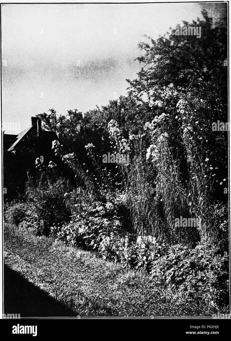 . The garden month by month; describing the appearance, color, dates of bloom, height and cultivation of all desirable hardy herbaceous perennials for the formal or wild garden, with additional lists of aquatics, vines, ferns, etc.. Gardening; Flowers. 424 LINEAR-LEAVED SUNFLOWER. Helia„ihiis orgrnlii. Please note that these images are extracted from scanned page images that may have been digitally enhanced for readability - coloration and appearance of these illustrations may not perfectly resemble the original work.. Sedgwick, Mabel Cabot; Cameron, Robert. Garden City, N. Y. , Garden City pu Stock Photo