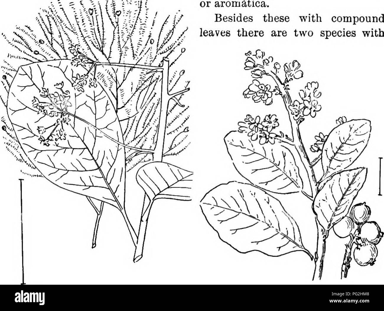 . Ornamental shrubs of the United States (hardy, cultivated). Shrubs. KEY TO THE SUMACHS 109 blades is Mountain Sumach (115) —Rhus copallina; witli finely toothed blades, Japan Sumach—Ehus semiaUta and var. Osb^ckii; with coarsely toothed blades, European or Elm-leaved Sumach (116) — Rhus Coriiiria. The smallest species with only 3 aromatic blades is the Fragrant Sumach (117) — Rhus canadensis or aromSitica. Besides these with compound leaves there are two species with. Fig. 123. — Smoke Bush. Fig. 124. — Evergreen Sumach. simple rounded leaves, sometimes placed in a separate genus, C6tinus. T Stock Photo