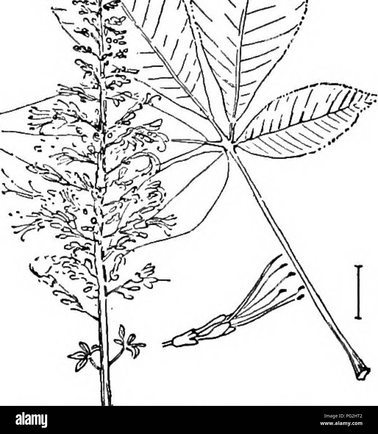 . Ornamental shrubs of the United States (hardy, cultivated). Shrubs. Fig. 99. — Chinese Flowering Chestnut. Fjg. 100. — Long-racemed Horse- chestnut. Common Jujube — Zizyphus sativa — is a shrub or small tree, often prickly, growing occasionally to the height of 30 feet. The leaves are so arranged along slender green stems as to look like compound pinnate ones but the flowers and fruit in their axils prove the leaves are simple. These leaves are from 1 to 3 inches long, dark glossy-green above, whitish below, oblique at base and finely notched. The fruit is short-stalked, dark red to black, i Stock Photo