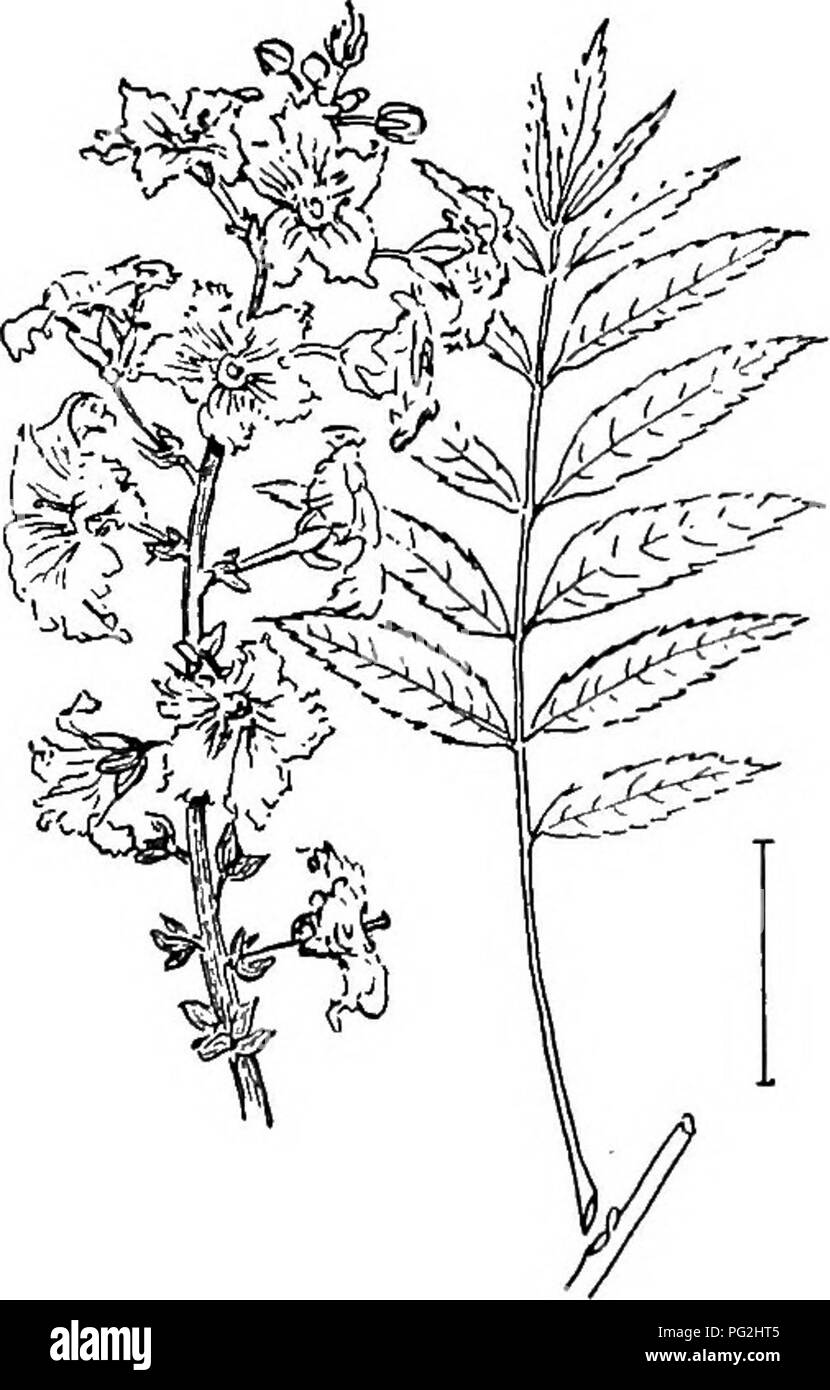 North american shrubs Black and White Stock Photos & Images - Alamy