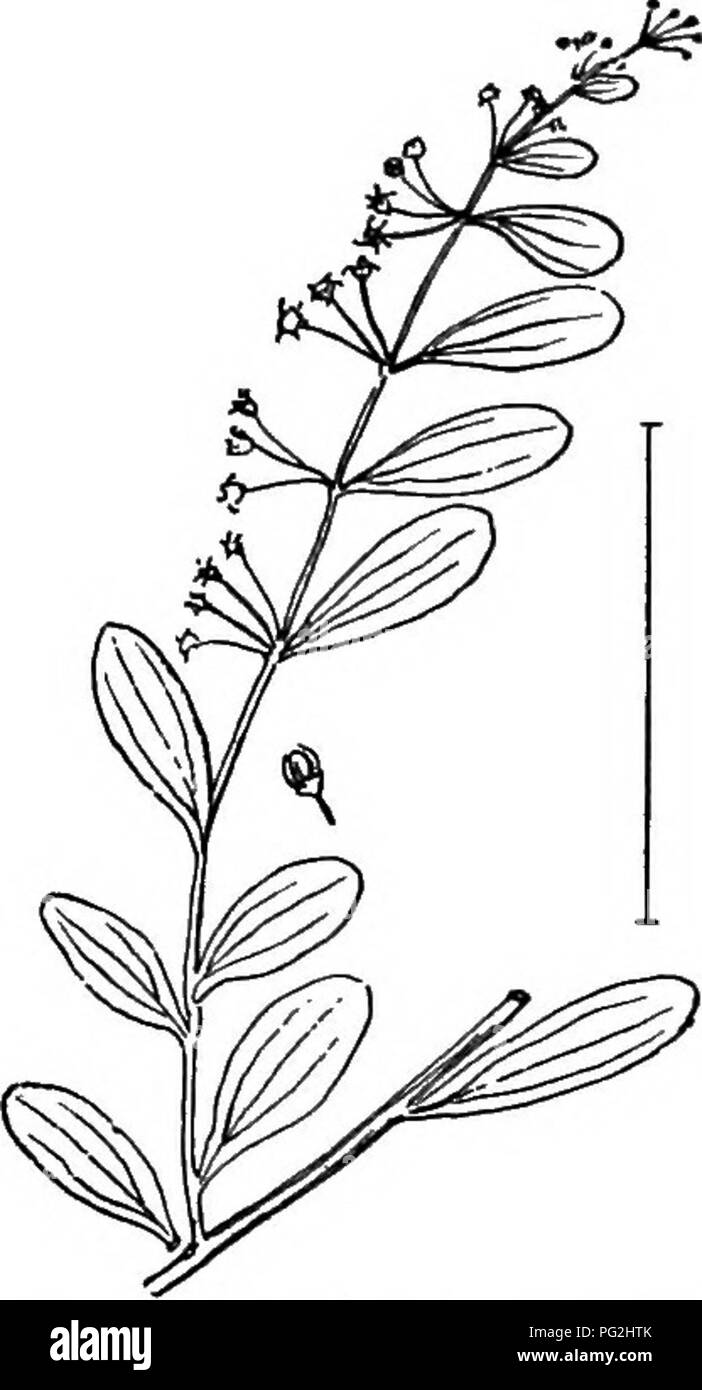 . Ornamental shrubs of the United States (hardy, cultivated). Shrubs. Fig. 92. — New Jersey Tea. Fig. 93. — Everstieeu Ceauothus. Ceanbthus. The best example of this genus is New Jeeset Tea (92) —Ceauothus amerie^nus, — a red-rooted shrub 1-2 feet high with alternate (opposite in some of the species of the genus) simple leaves. The small flowers in summer are crowded in a dense slender-stalked cluster. The 3-lobed small capsules separate into 3 nut- lets and remain on through the winter. The peculiar flowers of the Ceanothus shown enlarged at (97) are the best test of the genus. Of the score o Stock Photo