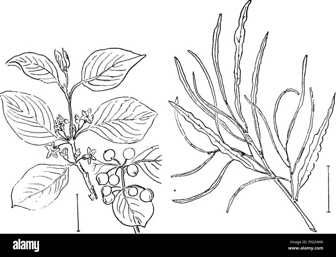 This work on ornamental shrubs of the United States highlights hardy, cultivated species that thrive in a variety of climates. It provides detailed illustrations and descriptions of various shrub types that are commonly used in American landscaping. Stock Photo