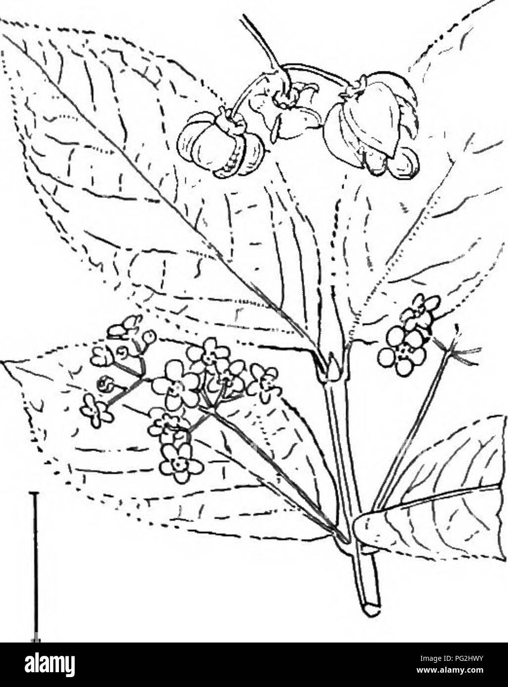 . Ornamental shrubs of the United States (hardy, cultivated). Shrubs. FiQ. 80. — Warty Euonymus. Fia. 81. — European Spindle Tree. opposite leaves and generally 4-^ided twigs, fruit, which is very ornamental in the fall, for the determination of the group by the beginner in the study of shrubs. These two colors are shown when the capsule bursts open and the bright red- or orange- coated seeds appear. KuNNiNo EnoNTMus, (75) or Strawbeekt Bush — Euonymus obov&amp;,tus — has a straggling growth 2 to 5 feet high, thrives well in shady places, and receives its name from the rough warty strawberry-l Stock Photo