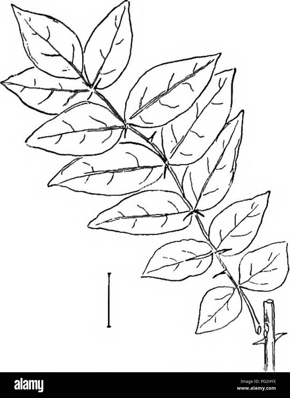 . Ornamental shrubs of the United States (hardy, cultivated). Shrubs. ZANTHOXYLUM 83. Please note that these images are extracted from scanned page images that may have been digitally enhanced for readability - coloration and appearance of these illustrations may not perfectly resemble the original work.. Apgar, A. C. (Austin Craig), 1838-1908; Draycott, Ada (Apgar). New York, Cincinnati [etc] American Book Company Stock Photo