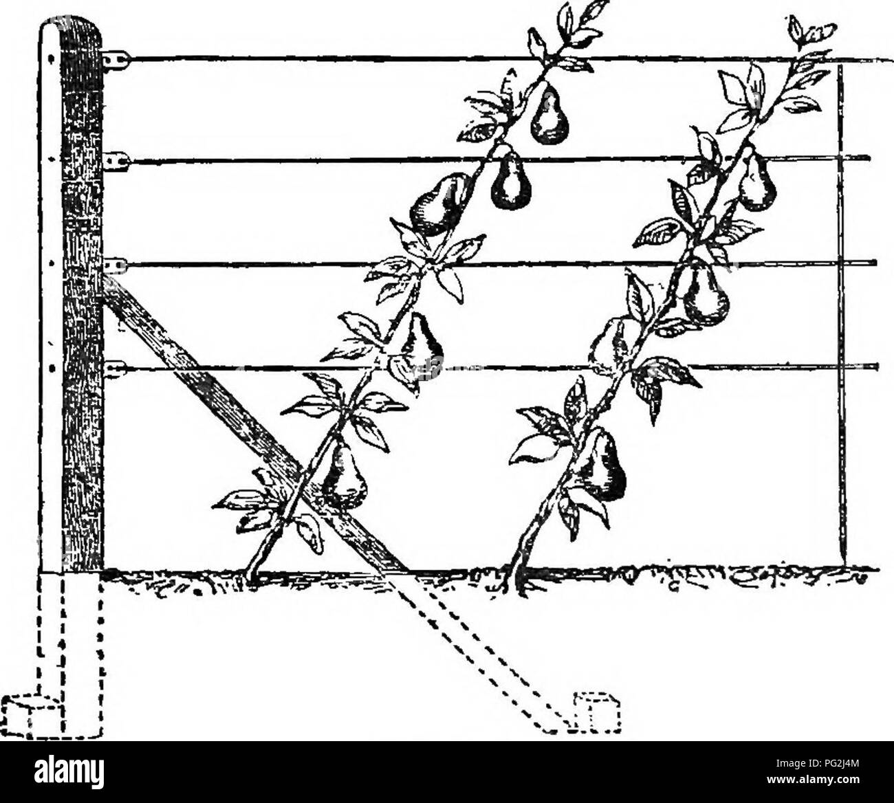 . The miniature fruit garden and modern orchard : or, The culture of pyramidal and bush fruit trees : with instructions for root-pruning, etc. Fruit-culture. DIAGONAL SINGLE COEDONS 49 largely benefited by single diagonal training as the apricot. Every gardener knows the wretched dis- appointment often felt in summer by large and ap- parently healthy branches of their apricot trees dying off suddenly, and leaving them without any remedy— for the gap made cannot be filled, owing to the rigidity of the remaiaiag branches. There is, therefore, no. .Fig. U remedy for this failure of apricot trees  Stock Photo