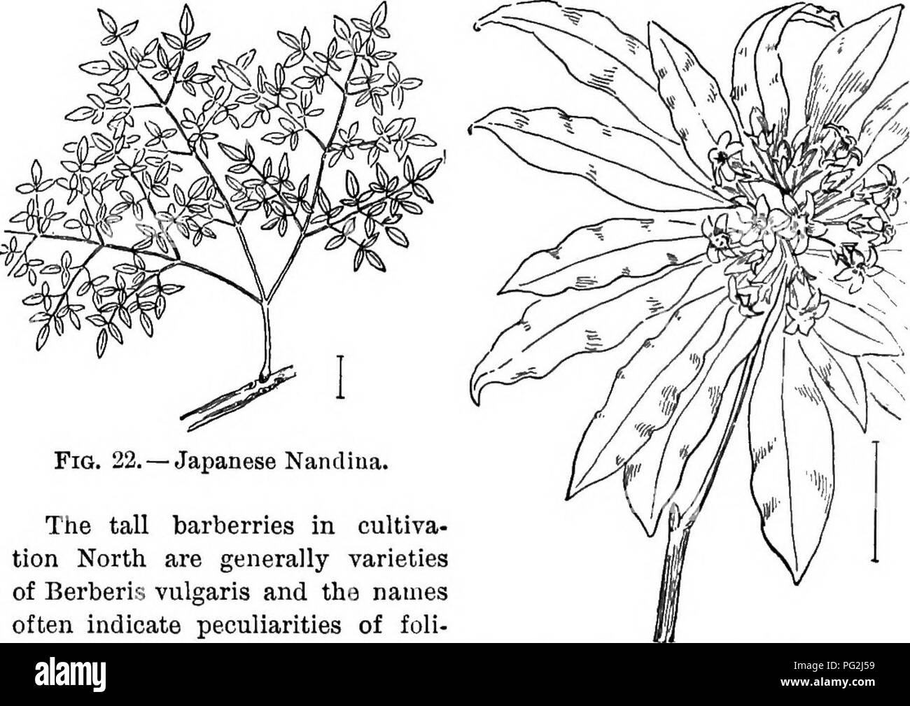 . Ornamental shrubs of the United States (hardy, cultivated). Shrubs. NANDINA 67 C. Blades 5-9, shiny dark green above with many teeth ; height 3-6 feet. Holly-leaved Mahonia (14)—Mahonia Aquifolium. C. Blades 11-21, with 3-5 basal ribs and few teeth; low. Ash Mahonia (21) — Mahonia nerv6sa. C. Blades 3-7, dull, pale; low, almost creeping, 1-2 feet high. Trailing Mahonia — Mahonia rfepens (Berberis Aquif61ium). B. Blades 5-9, tapering at base with many spiny teeth; low. For- tune's Mahonia. Mahonia Foitiinei.. Fig. 22.- The tall barberries in cultiva- tion North are generally varieties of Berb Stock Photo