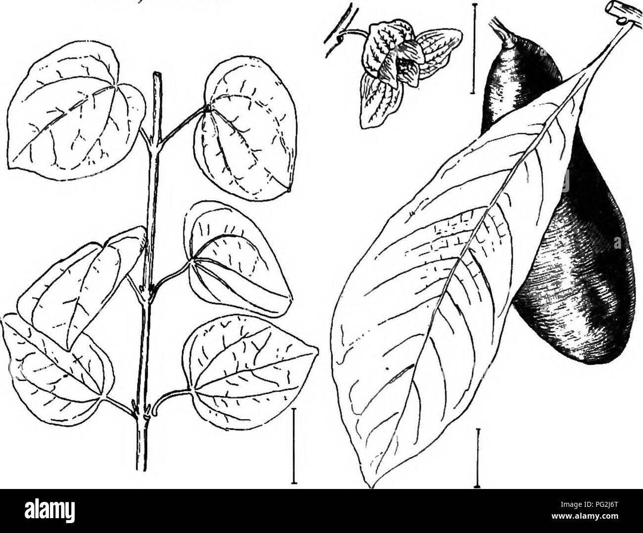 Japanese sweet shrub Black and White Stock Photos & Images - Alamy