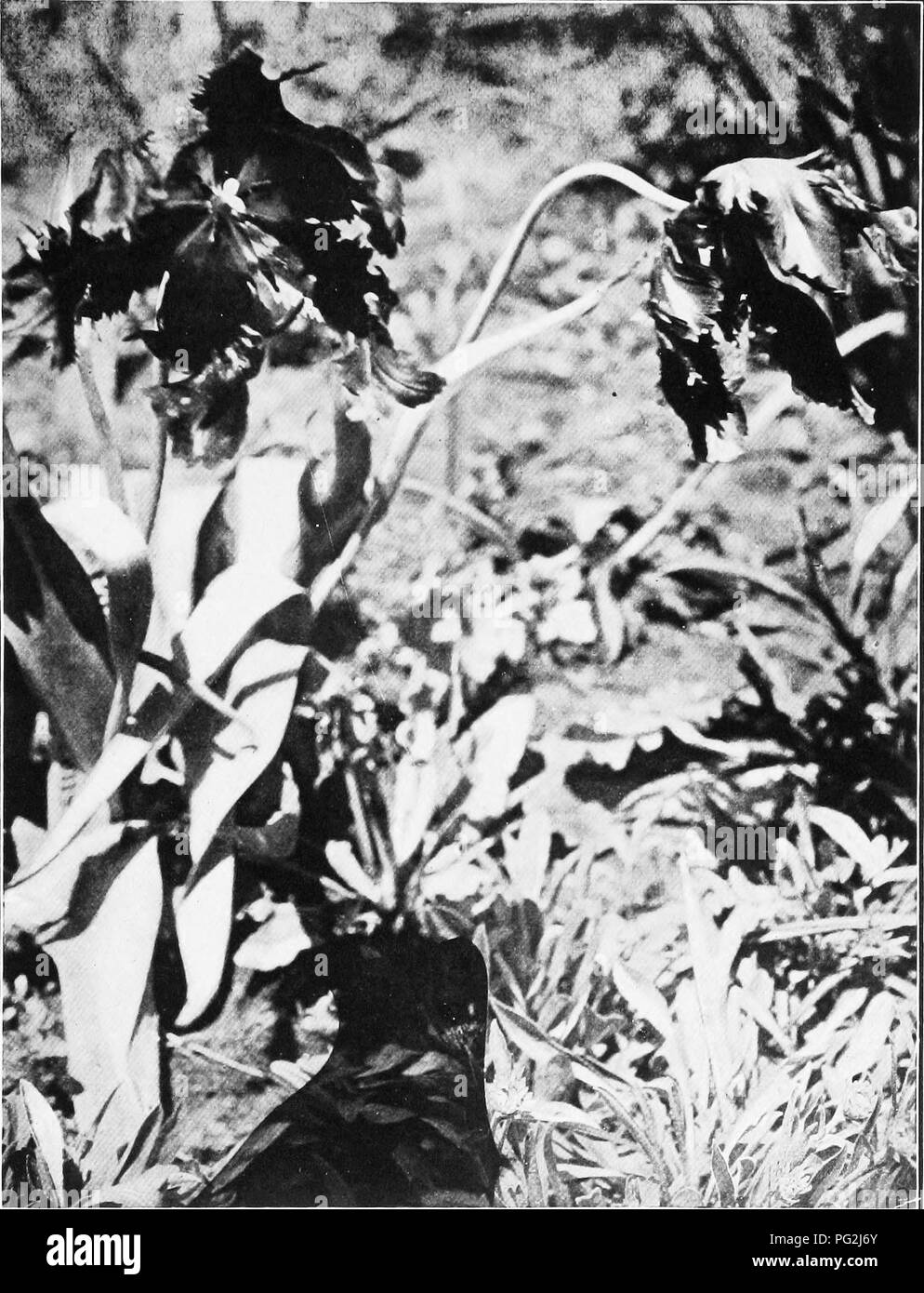 Hardy perennials Black and White Stock Photos & Images - Alamy