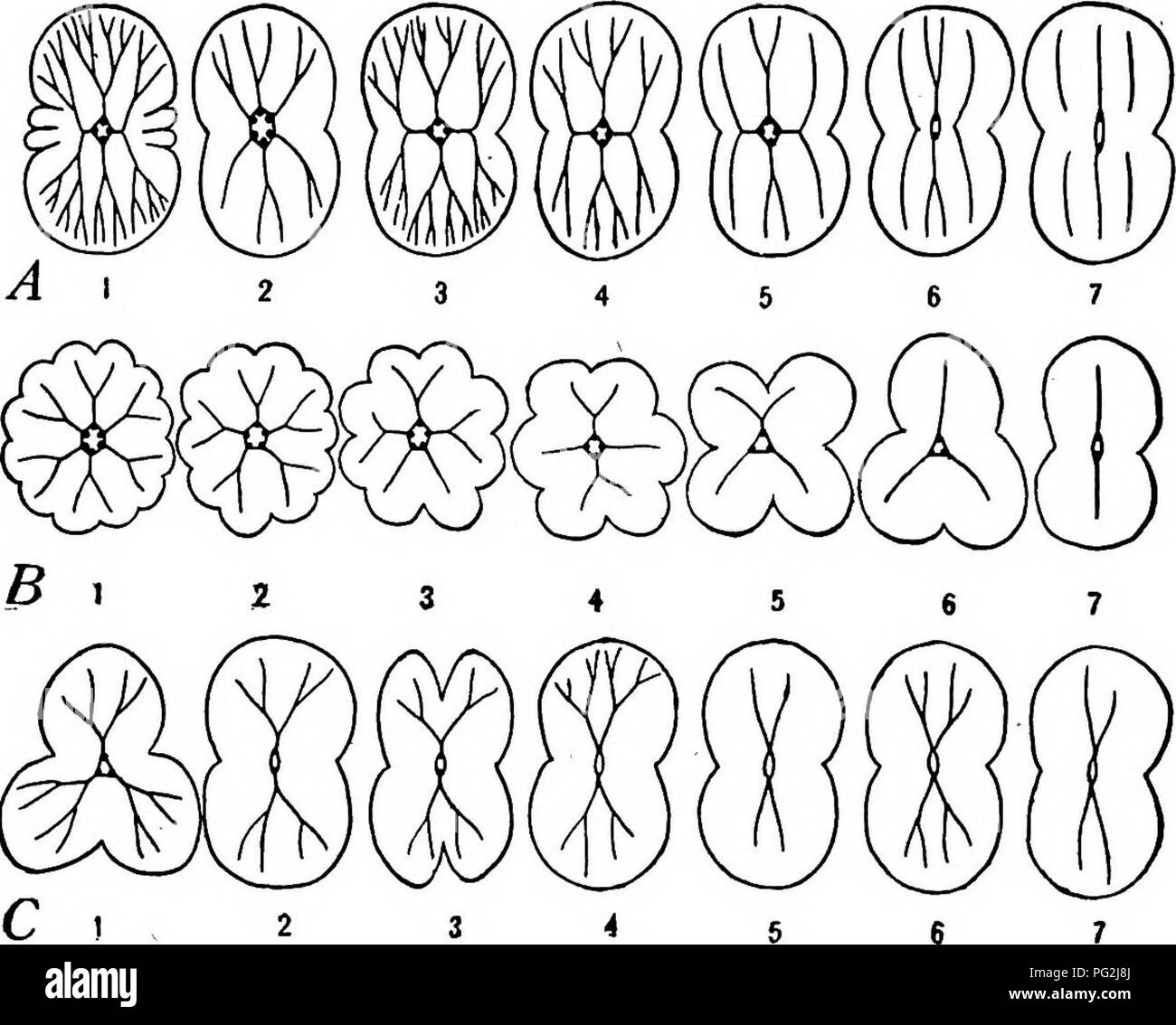 . Morphology of gymnosperms. Gymnosperms; Plant morphology. EVOLUTIONARY TENDENCIES AMONG GYMNOSPERMS 429 Cycadales, the primary root is polyarch. Even Araucaria, which is exceptional in many respects, has been reported with six root poles, although two is the usual number. In the Coniferales the reduction in number of root poles is closely related to the reduction in number. Fig. 462.—Diagrams illustrating the cotyledonary node of gymnosperms and its vascular connections with the cotyledons: the lobes indicate cotyledons.—Prepared by Sister Helen Angela. Series A, Cycadales: I, Dioon spinulos Stock Photo