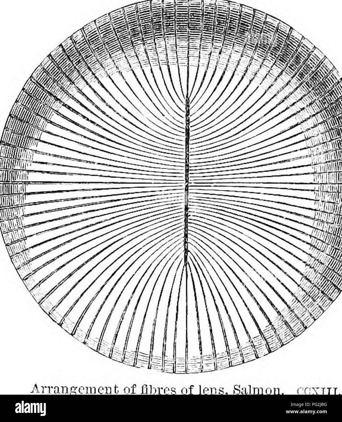 . On the anatomy of vertebrates. Vertebrates; Anatomy, Comparative; 1866. ORGAN OF SIGHT IN FISHES. 333 217 P c: c L. :i.^nilled, showing inter- Lied margiDS. ccxiii meridians of a globe, to two opposite points or poles of tlie sphe- roid : in the Sahnonidce and Shark, they converge to a linear tract or septum at each pole, as in fig 218. In the fibres of the lens of a cod Brewster discovered the marginal teeth, like those of rack-work, by which the fibres are interlocked together, as in fig. 217. This acute observer computes five millions of fibres and sixty- two thousand five hruidred mil- l Stock Photo