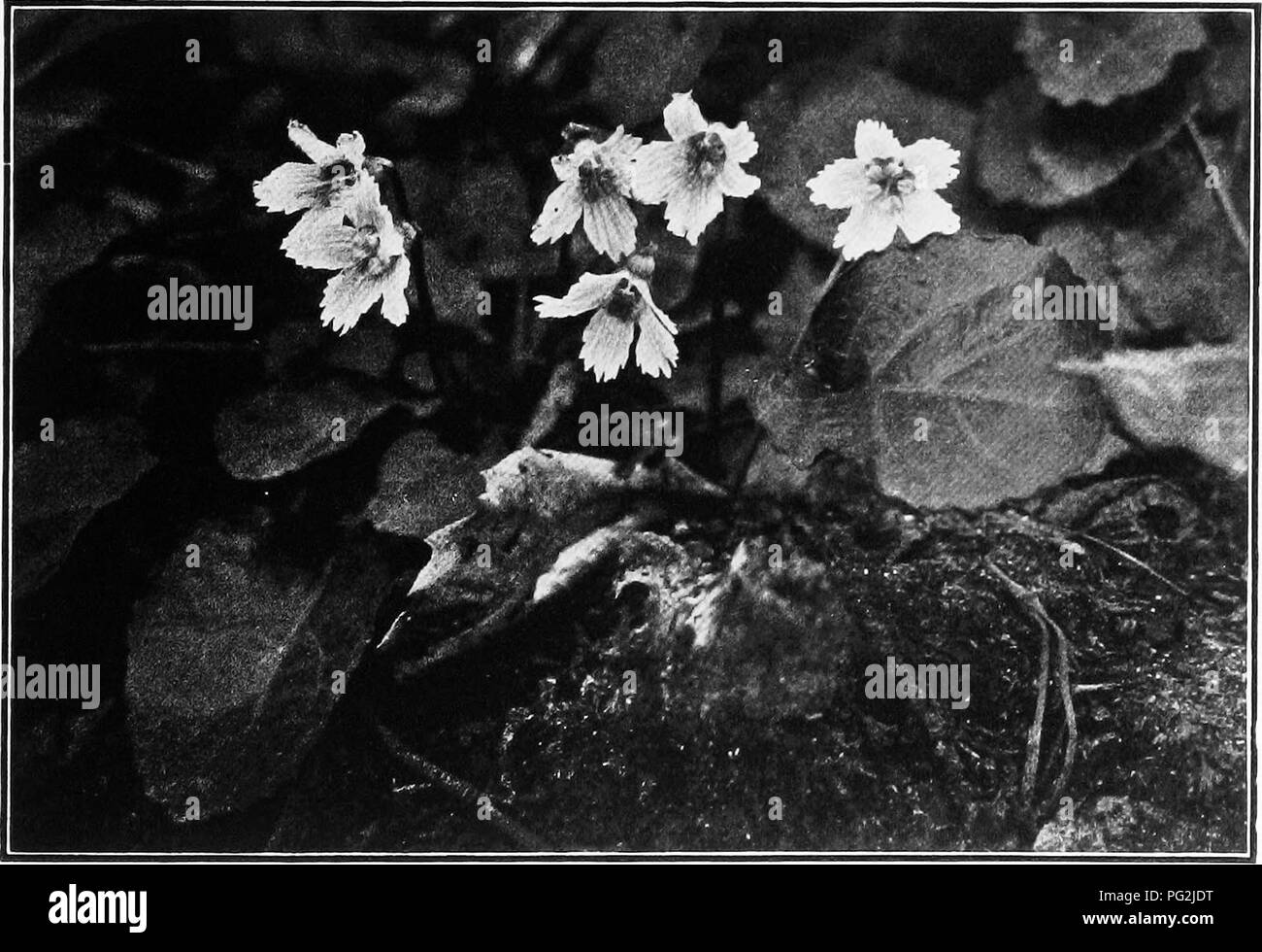 . The garden month by month; describing the appearance, color, dates of bloom, height and cultivation of all desirable hardy herbaceous perennials for the formal or wild garden, with additional lists of aquatics, vines, ferns, etc.. Gardening; Flowers. GREATER STITCHWORT. Stellaria HoUstea.. GALAX-LEAVED SHORTIA. Shorlia galacifolia. 91. Please note that these images are extracted from scanned page images that may have been digitally enhanced for readability - coloration and appearance of these illustrations may not perfectly resemble the original work.. Sedgwick, Mabel Cabot; Cameron, Robert. Stock Photo