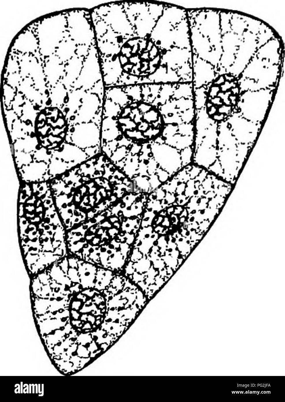 . Morphology of gymnosperms. Gymnosperms; Plant morphology. Figs. 401, 402.—Torreya taxifolia: fig. 401, four-nucleate stage of proembryo; August 12, 1904; X460; fig. 402, proembryo showing the three tiers of cells; the entire egg is segmented; the proembryo passes the winter in this stage; August 27, 1904; X460.—After Coulter and Land (ioi). Among the podocarps Podocarpus (69) and Phyllocladus (144) have been investigated. In the former genus the fusion nucleus assumes the basal position, and sixteen free nuclei appear before wall-formation. The three tiers of the completed proembryo are made Stock Photo
