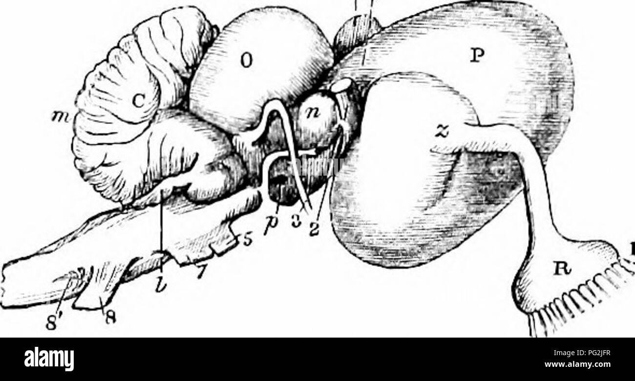 This work on comparative vertebrate anatomy covers the brain structures ...