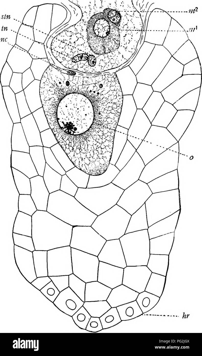 . Morphology of gymnosperms. Gymnosperms; Plant morphology. CONIFERALES (TAXACEAE) 337. Fig. 386.—Torreya taxifolia: median longitudinal section of female gametophyte, showing egg with large nucleus (0), the remains of a neck cell {nc), and antipodal haustorial cells (Jir); also the tip of a pollen tube in contact with the egg, showing stalk nucleus (ite), tube nucleus {tn), and the two unequal male cells (m' and m^); the upward growth of the endosperm cells forms a sheath around the pollen tube; August 12, 1904; X460.—After Coulter and Land (ioi).. Please note that these images are extracted  Stock Photo