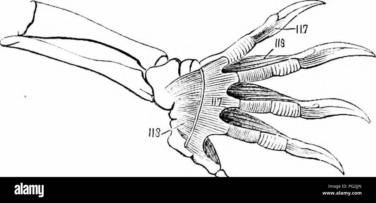 . On the anatomy of vertebrates. Vertebrates; Anatomy, Comparative; 1866. MYOLOGY OF REPTILES. OA] the ridge anterior to the outer femoral condyle, and is inserted into the distal phalanx of the hallux and into tlie proximal phalanges of the other toes. The tibialis unticus, figs. 150, 153, 109, arises from the antero-internal margin of the tihia, and is inserted into the til)ial side of the tarsus and first metatarsal. The peroneus, fig. 151, 10, arises li-om the fore part of the fihnla, and is inserted into the cuboid, and fourth and fifth metatarsals. The digit- extensor es breves, figs. 14 Stock Photo