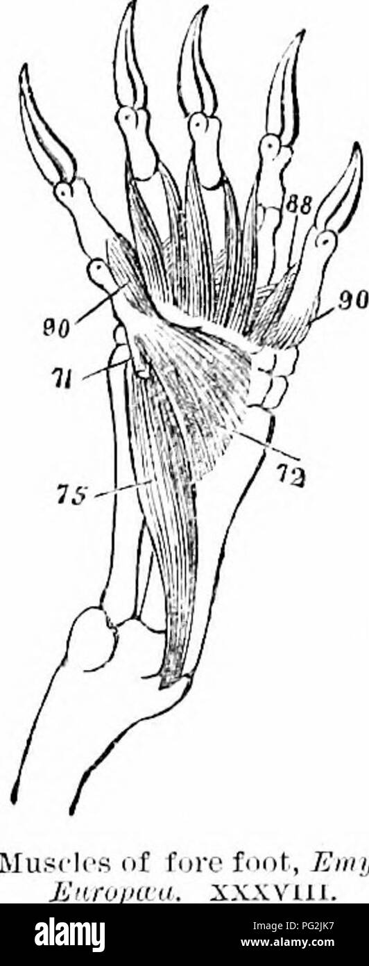 . On the anatomy of vertebrates. Vertebrates; Anatomy, Comparative; 1866. MTOLOGY OF REPTILES. 239 154 humerus, and is inserted into tlic carpus near the uhia. The radkdk intcrnus, fig. 154, 7o, arises from the tuberosity above the outer condyle of the humerus, and is inserted into the distal end o± the radius. The radialis cxternus longus, fig. 152, 76, arises from the tuberosity above the internal humeral condyle, and is inserted into the radial margin of the carpus; the muscle converging towards 76, in the same figure, is the radialis iiiteriius. The radialis exterrms hrevis, fig. 150, 77,  Stock Photo