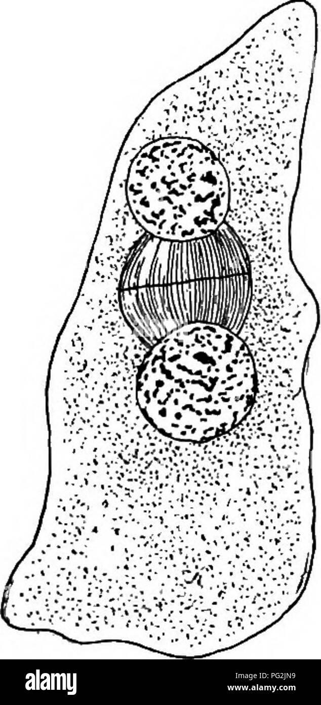 . Morphology of gymnosperms. Gymnosperms; Plant morphology. 292 MORPHOLOGY OF GYMNOSPERMS. reports that four free nuclei (in one case six) pass to the bottom. There is agreement that the fusion nucleus of Taxodium passes to the bottom of the egg before division; while in Cunninghamia this position is taken at the two-nucleate stage, and in Sciadopitys at the four-nucleate stage (as in Pinus). The indications are that this movement occurs at any time before wall-formation, but most frequently after two divisions. In general, also, the completed pro- embryo consists of three tiers of cells inste Stock Photo