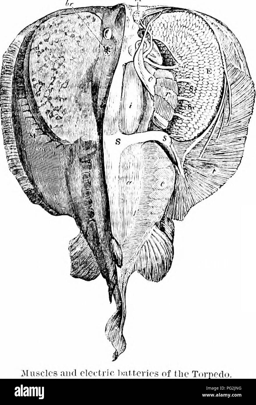 . On the anatomy of vertebrates. Vertebrates; Anatomy, Comparative; 1866. MYOLOGY OF FISHES. 213 The muscles of the jaws are very powerful, as might be expected ill these fierce and predatory fishes. One, analoti'oiis to the ' tem- poral,' fig. 13i III, arises from the lateral and posterior ridge of 139 the cranium, and its fibres converge as they pass obliquely down- ward and forward to their insertion into the mandible. They are covered in great part l^y the stronger muscle ib. /, analogous to the ' masseter,' which arises from the under part of the postfrontal ridge, passes over the maxillo Stock Photo
