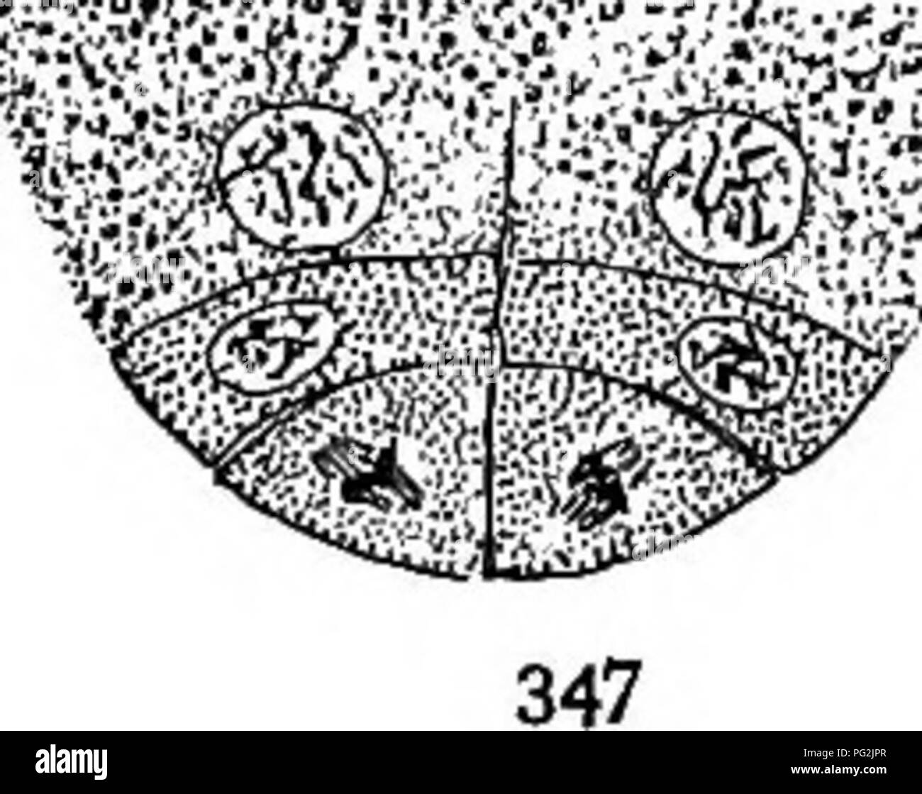 . Morphology of gymnosperms. Gymnosperms; Plant morphology. . Please note that these images are extracted from scanned page images that may have been digitally enhanced for readability - coloration and appearance of these illustrations may not perfectly resemble the original work.. Coulter, John Merle, 1851-1928; Chamberlain, Charles Joseph, b. 1863; Coulter, John Merle, 1851-1928. Morphology of spermatophytes. Part I. Gymnosperms. Chicago, University of Chicago Press Stock Photo