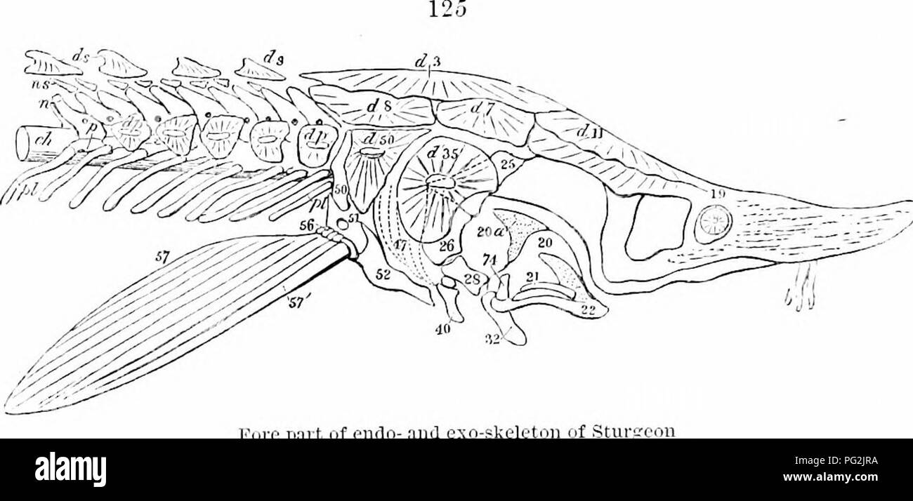. On the anatomy of vertebrates. Vertebrates; Anatomy, Comparative; 1866. 196 ANATOMY OF VERTEBRATES. underlies the plate d 3, in Acipenser Sturio, so also do the ossified ex- and super-occipitals underlie in PoJypterus the three dermal plates corresponding in position with d 3 in Ac. Sturio. The true par- occipital is equally distinct from the plate marked d 8, in Ac. Sturio and its representative subdivisions in Pohjpterus. The dermal plates in advance of these coalesce with the true parietals, frontals, postfrontals, and part of the mastoids. But the varieties in the dermal plates within th Stock Photo