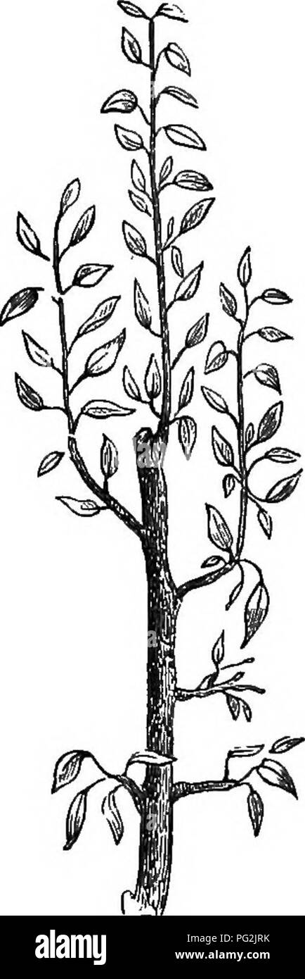 . The miniature fruit garden and modern orchard : or, The culture of pyramidal and bush fruit trees : with instructions for root-pruning, etc. Fruit-culture. THE MATUEE PYEAMID 11 or fifteen feet, it may be left from eight to ten inches in length till the required height be attained; it may then be cut to within two inches of its base every season.. Fig. i I ought here to remark that pear trees differ in their habits to an extraordinary degree; some make shoots most robust and vigorous; others under pre- cisely the same treatment are very delicate and slender. In the final shortening in Septem Stock Photo