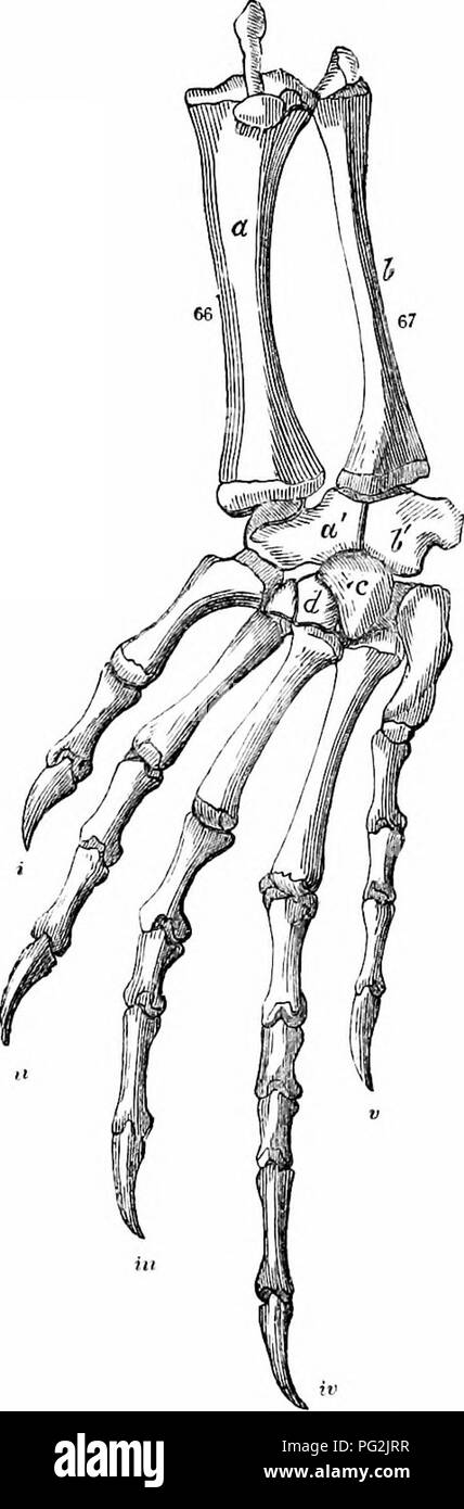 . On the anatomy of vertebrates. Vertebrates; Anatomy, Comparative; 1866. )9-2 ANATOMY OF VERTEBRATES. 122 homology of their homotypes in the fore-foot, fig. J10. The first metatarsal supports two phalanges, fig. 123, i; the second, three ; the third and fourth, each four phalanges; and the fifth, three. The first and second toes are opposed to the other three in the hind foot, contrariwise to the arrangement in the fore foot. In the Pterodactyle, fig. Ill, the hind limb adhered closely to the lacertian type; the metatarsals were distinct; the phalanges in- creased in number from the first to  Stock Photo