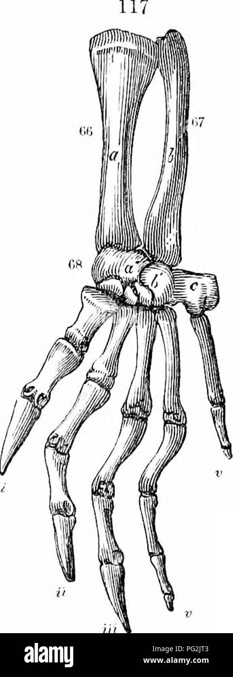 . On the anatomy of vertebrates. Vertebrates; Anatomy, Comparative; 1866. ANATOMY OF VEKTEBRATES. 187 shaft is almost straight, sliglitly expanded at the distal end, at the back pai't of which the condyles are fceljly indicated. In Terra- penes, fig. 51, w, and Tortoises, the femur equals or exceeds the luimerus in length : its shaft is more bent: the trochanter is divided into two processes, most distinct in Trionyx. In no Clielonian is there a medullary cavity : ossification extends throughout the bone : the two l)ones of the leg, ib. x, Y, are nearly straight; the til)ia is the largest, wit Stock Photo