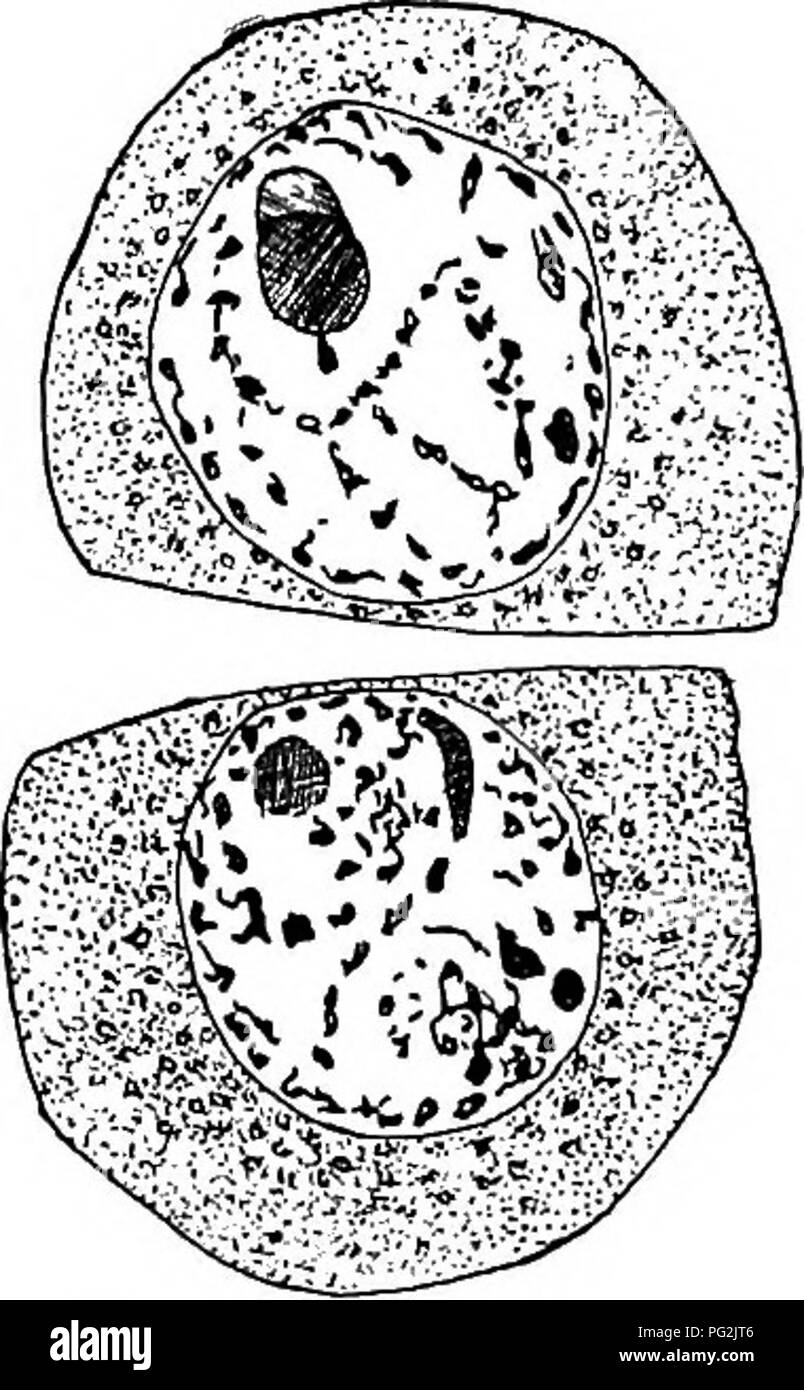 . Morphology of gymnosperms. Gymnosperms; Plant morphology. 323. Figs. 322-327.—Pollen tube structures of Taxodineae: fig. 322, Taxodium distichum; the two male cells with stalk and tube nuclei in advance; XS40; after CoKER (76); figs. 323-325, Cunninghamia sinensis, fig. 323 showing the pollen grain with generative cell (no prothallial cells) and tube cell, fig. 324 the body cell with stalk and tube nuclei in advance, and fig. 325 the two male cells; X430; after Mivake (147); figs. 326, 327, Cryptomeriajaponica, fig. 326 showing the body cell with stalk and tube nuclei in advance, and fig. 32 Stock Photo