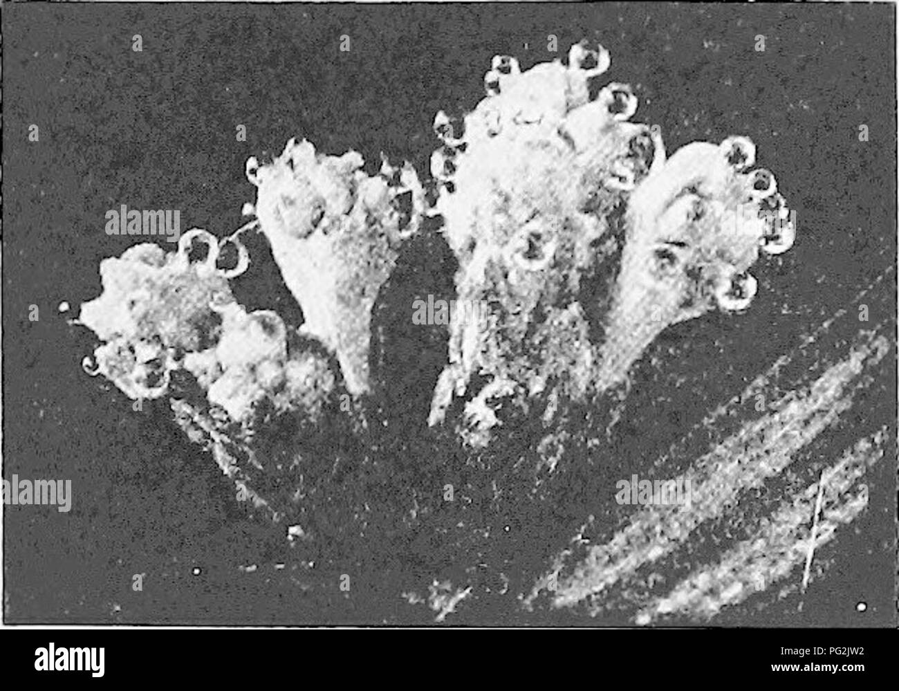 . Morphology of gymnosperms. Gymnosperms; Plant morphology. CONIFERALES (PINACEAE) 275. and the pollen, caught in this pollination drop, is conveyed to the nucellus (fig. 315). The pollen tube begins to grow into the nucellus as soon as the spore is deposited, and continues to develop until it is checked by cold weather. The next spring the tube begins to renew its penetration of the nucellus during April, about a year after the pollen mother cell entered upon the reduction divisions, the large tube nucleus enters the tube, and at the same time the generative cell divides into the stalk cell ( Stock Photo