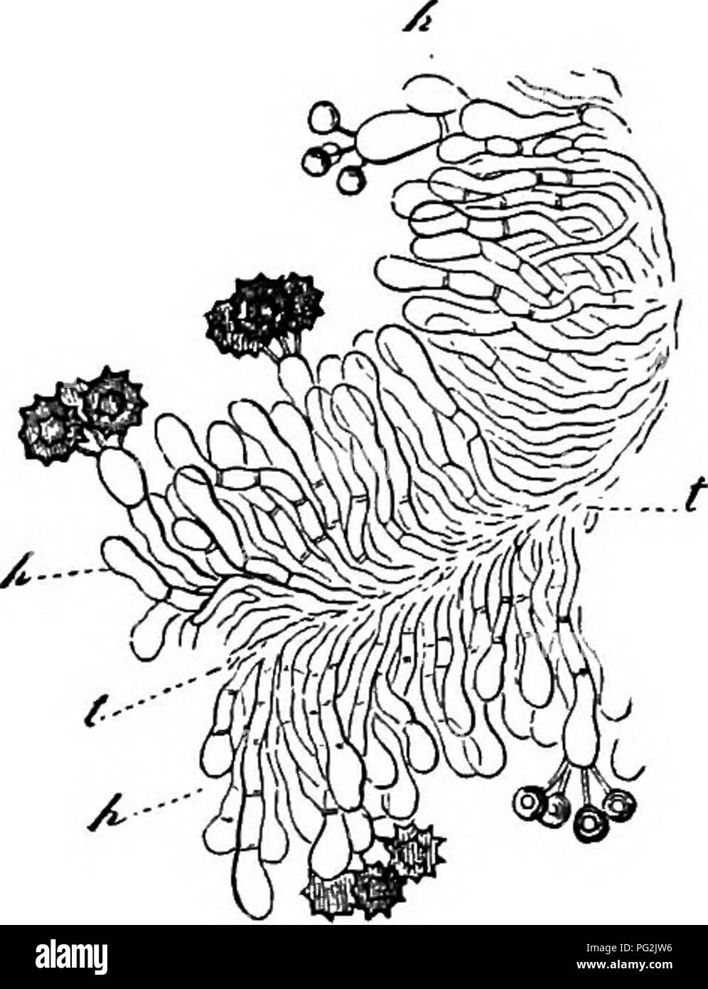 . Comparative morphology and biology of the fungi, mycetozoa and bacteria . Plant morphology; Fungi; Myxomycetes; Bacteriology. CHAPTER V.—COMPARATIVE REVIEW.—GASTROMVCETES. 309 which anastomose with one another in every direction and pass on one side into the tissue of the peripheral peridium, on the other it may be into that of the central column, seeming as if they radiated from it. The chambers of Polysaccum are larger, of the size even of a pea, and are less irregular. The chambers are in most cases in countless numbers; they form altogether a mass of tissue which is distinguished from th Stock Photo