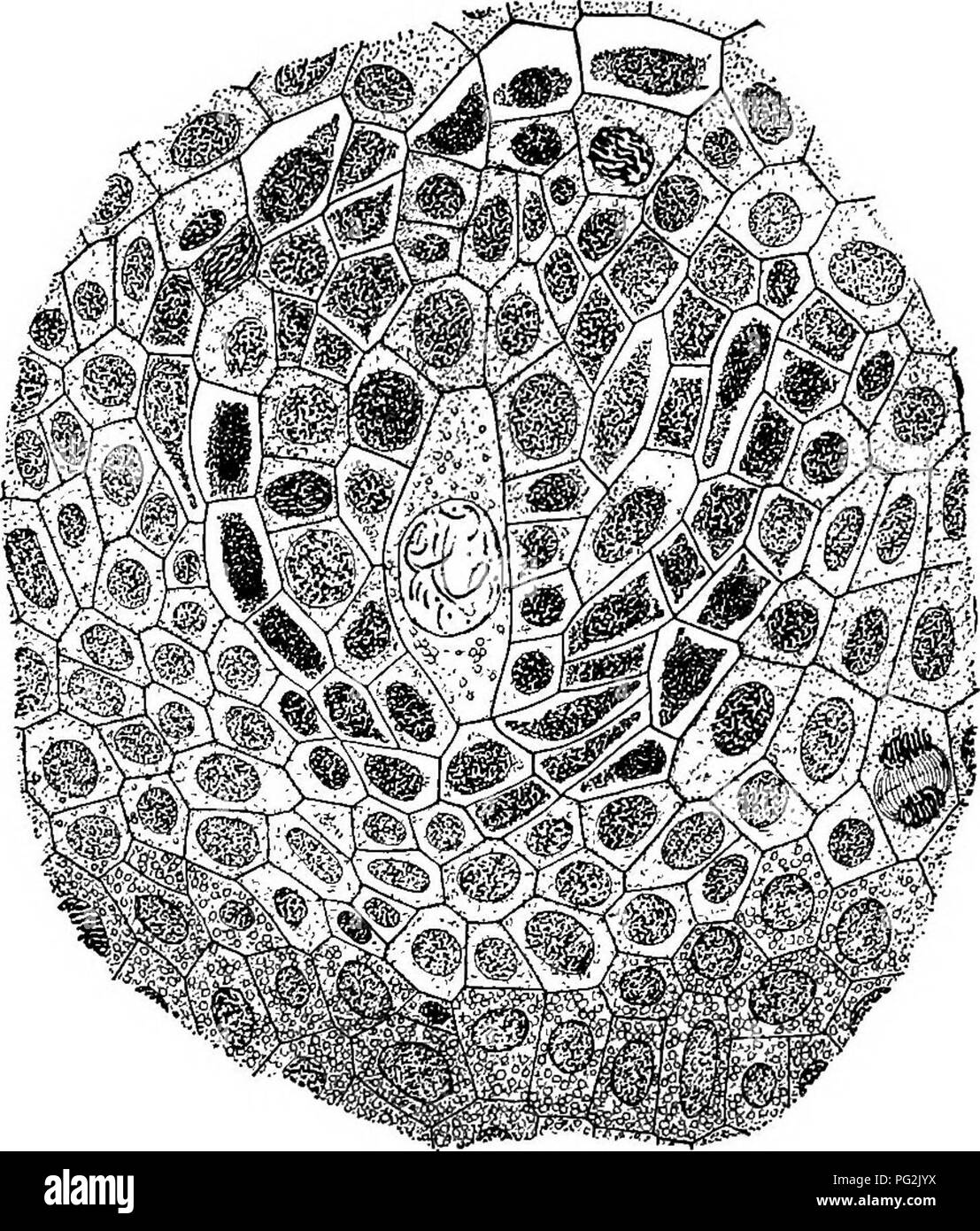 . Morphology of gymnosperms. Gymnosperms; Plant morphology. 2S6