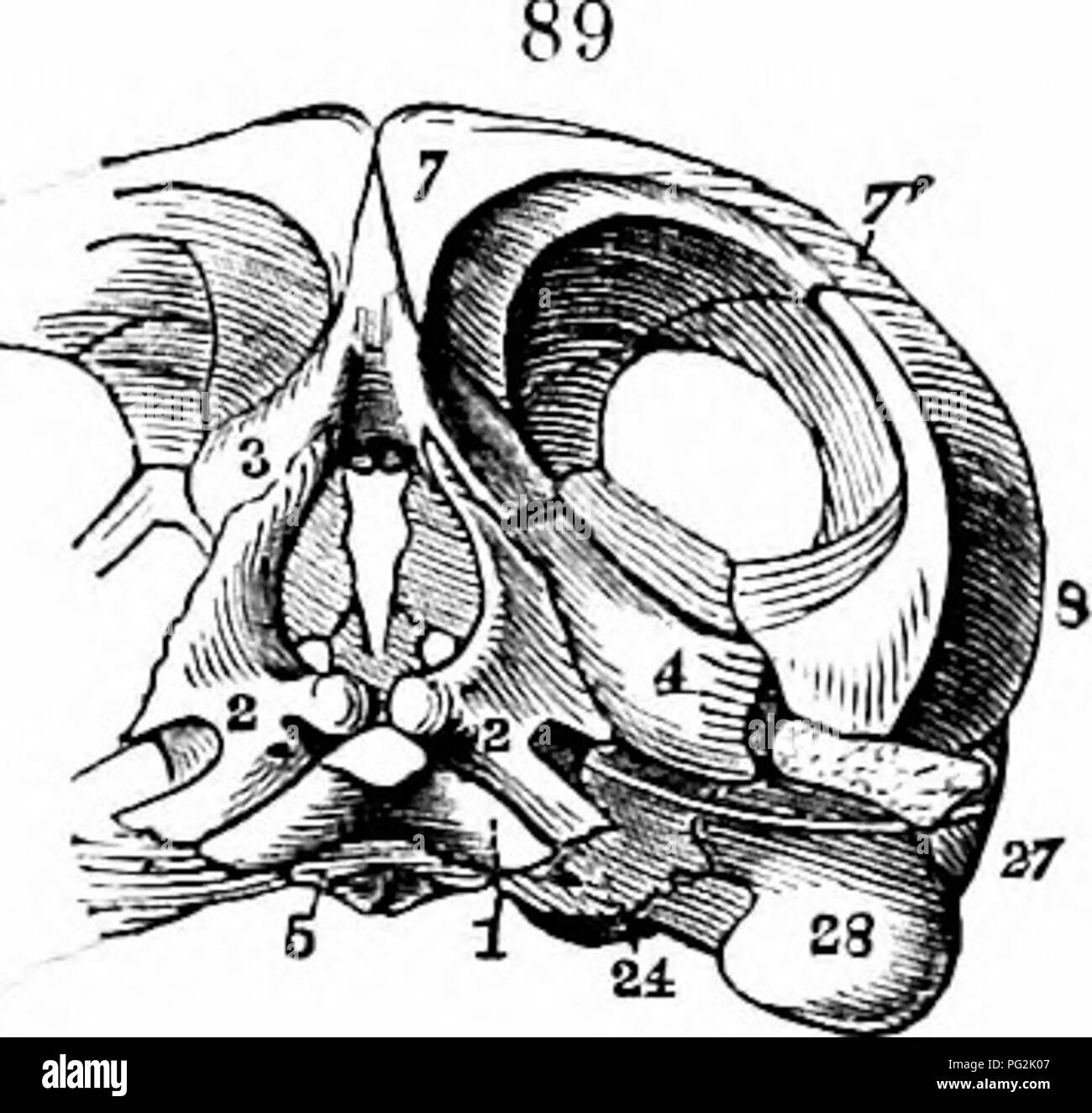 This 1866 study of vertebrate anatomy delves into the skeletal ...