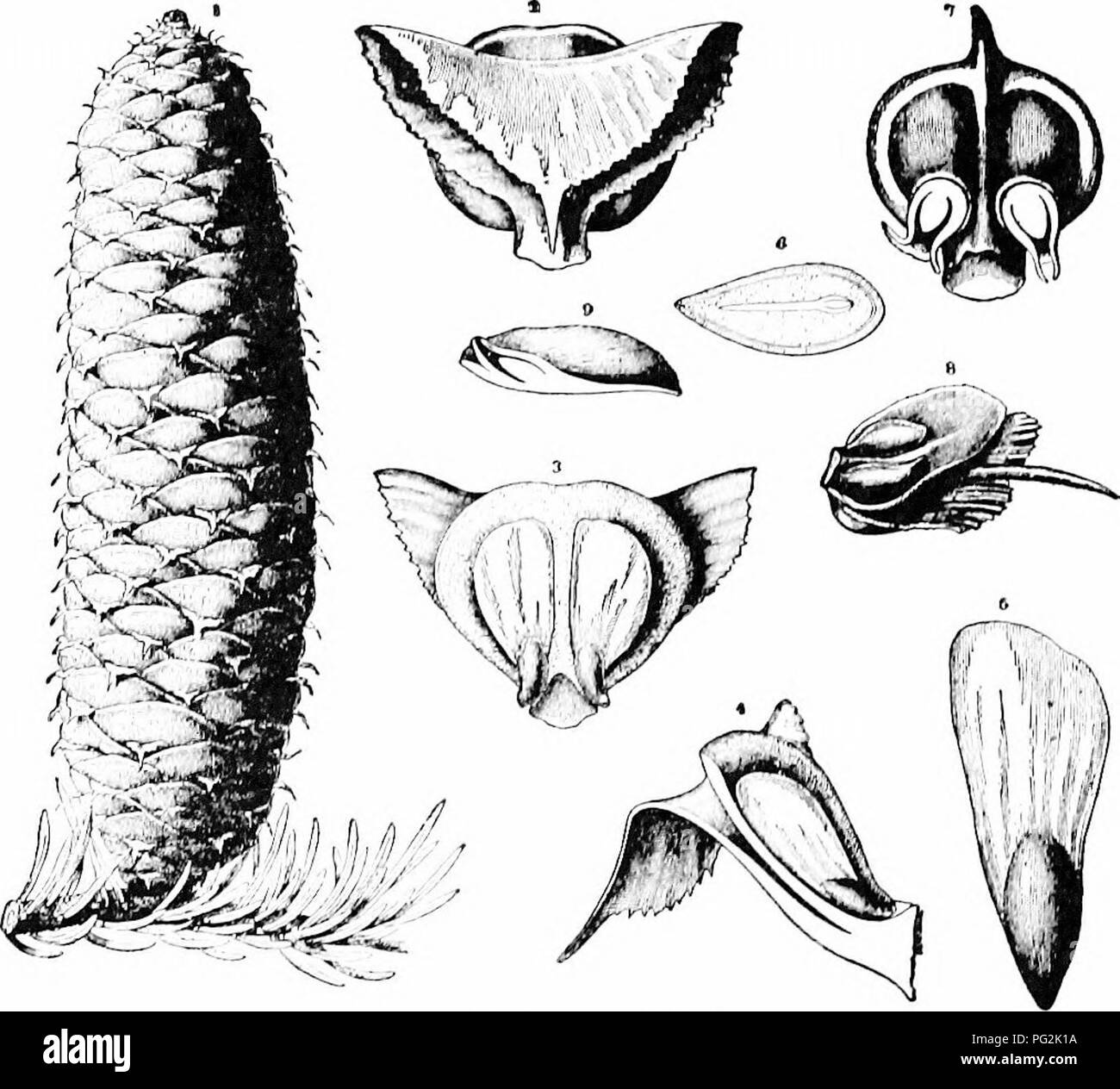 . Morphology of gymnosperms. Gymnosperms; Plant morphology. 246 MORPHOLOGY OF GYMNOSPERMS fused by their adaxial (posterior) margins. His illustrative material consisted of a cone of Larix, in which the ovuliferous scale was replaced by a short branch bearing two leaves transversely placed (that is, their margins adaxial and abaxial with reference to the main axis), the bract developing as a foliage leaf. This view was accepted later by Caspaey, Parlatore, Oersted, Von Mohl, Stenzel, Englemann, Willkomm, and Celakovsky.. Fig. 271.—Ovulate structures of various Abietineae: i, Abies peclinala, o Stock Photo