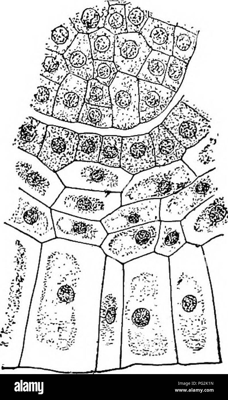 . Morphology of gymnosperms. Gymnosperms; Plant morphology. 267. 268 269 Figs. 266-269.—Winter condition of microsporangia: fig. 266, Pinus Laricio on October i; fig. 267, the same on January 3; fig. 268, the same on April 4, showing synapsis; while fig. 267 is probably in the mother cell stage, it is certain that sporo- genous divisions sometimes occur in the spring; fig. 269, Taxus canadensis on Octo- ber I, showing mother cell stage.—After Chamberlain (48). to be simultaneous as among angiosperms, for in the same sporangium some mother cells are preparing for the first division, others cont Stock Photo