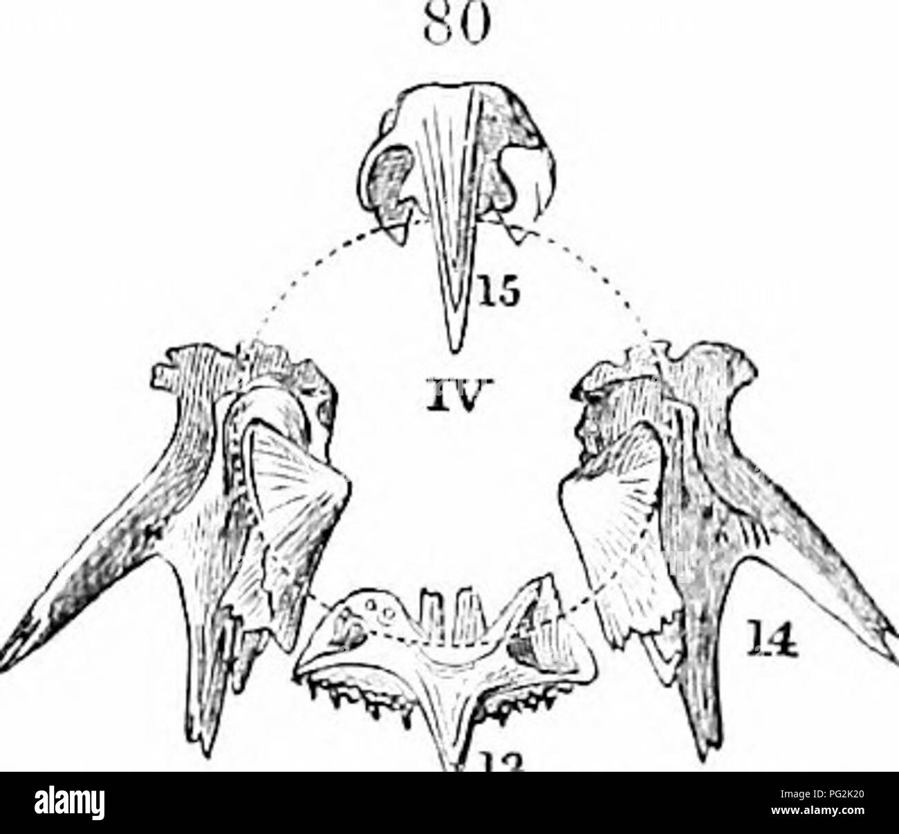 This 1866 text provides a detailed analysis of the anatomy of ...